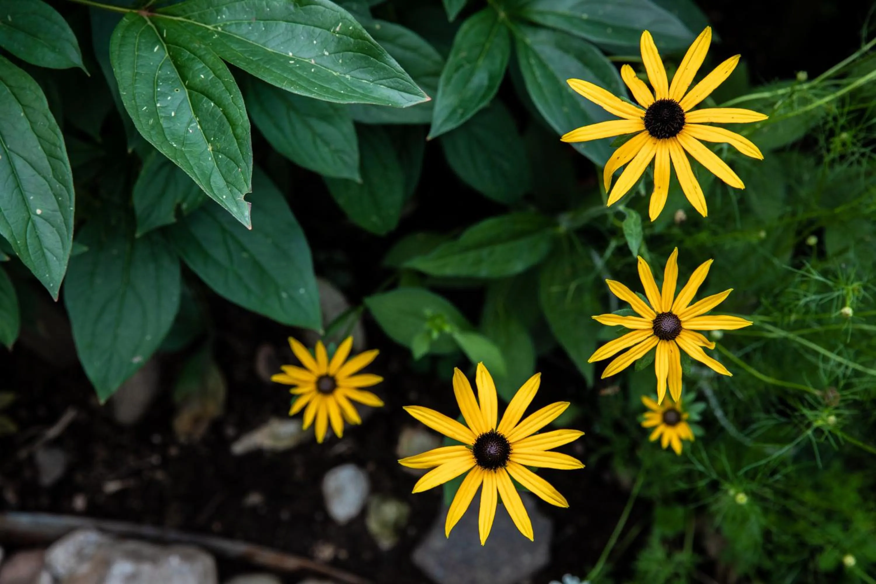 Day in Belvedere Dolomites Flower Hotel