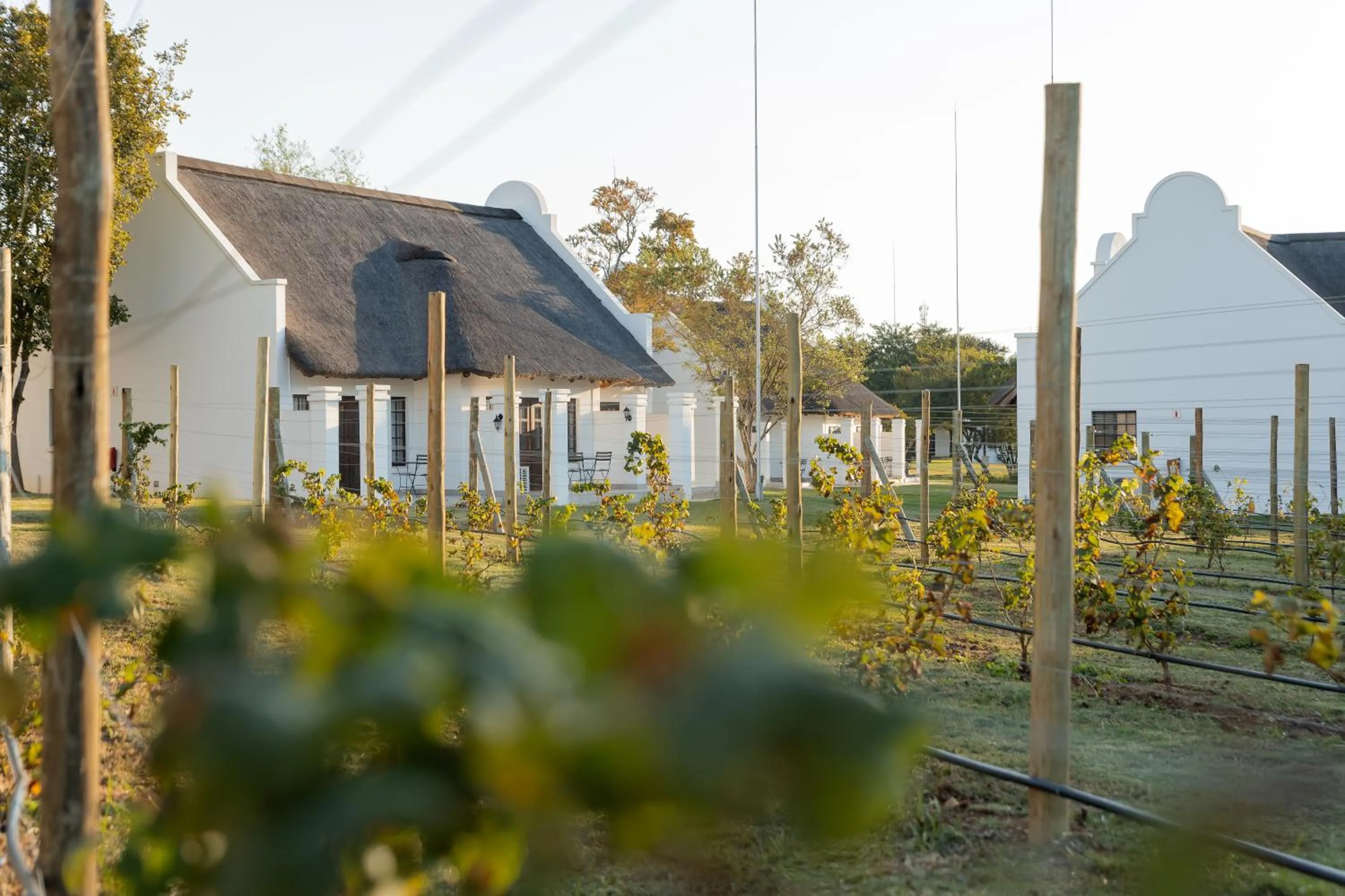 Day in Kievits Kroon Gauteng Wine Estate