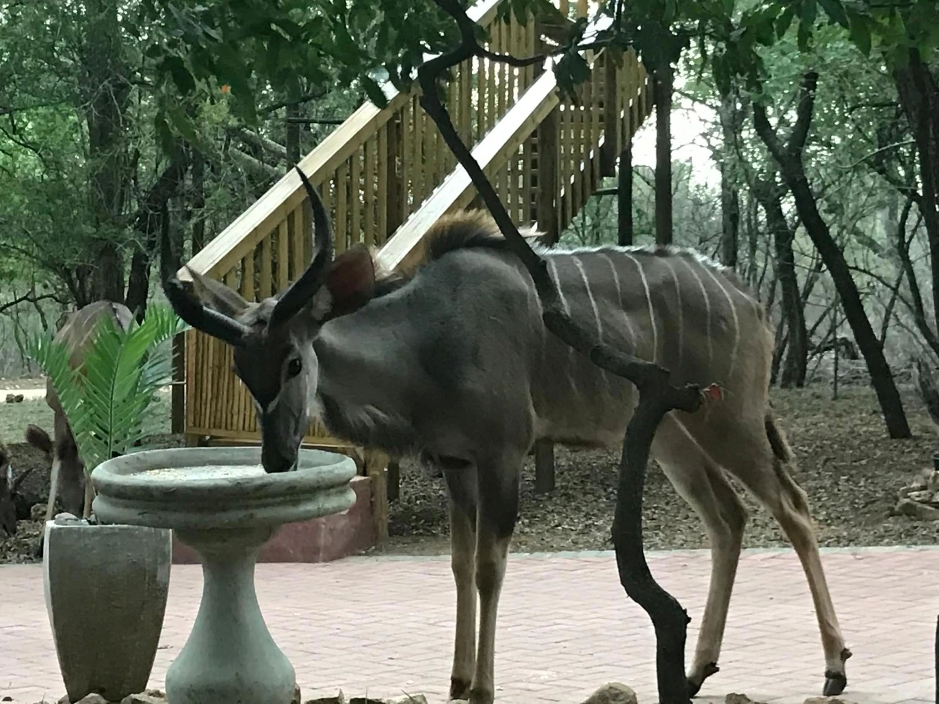 Summer in Hyenas Call