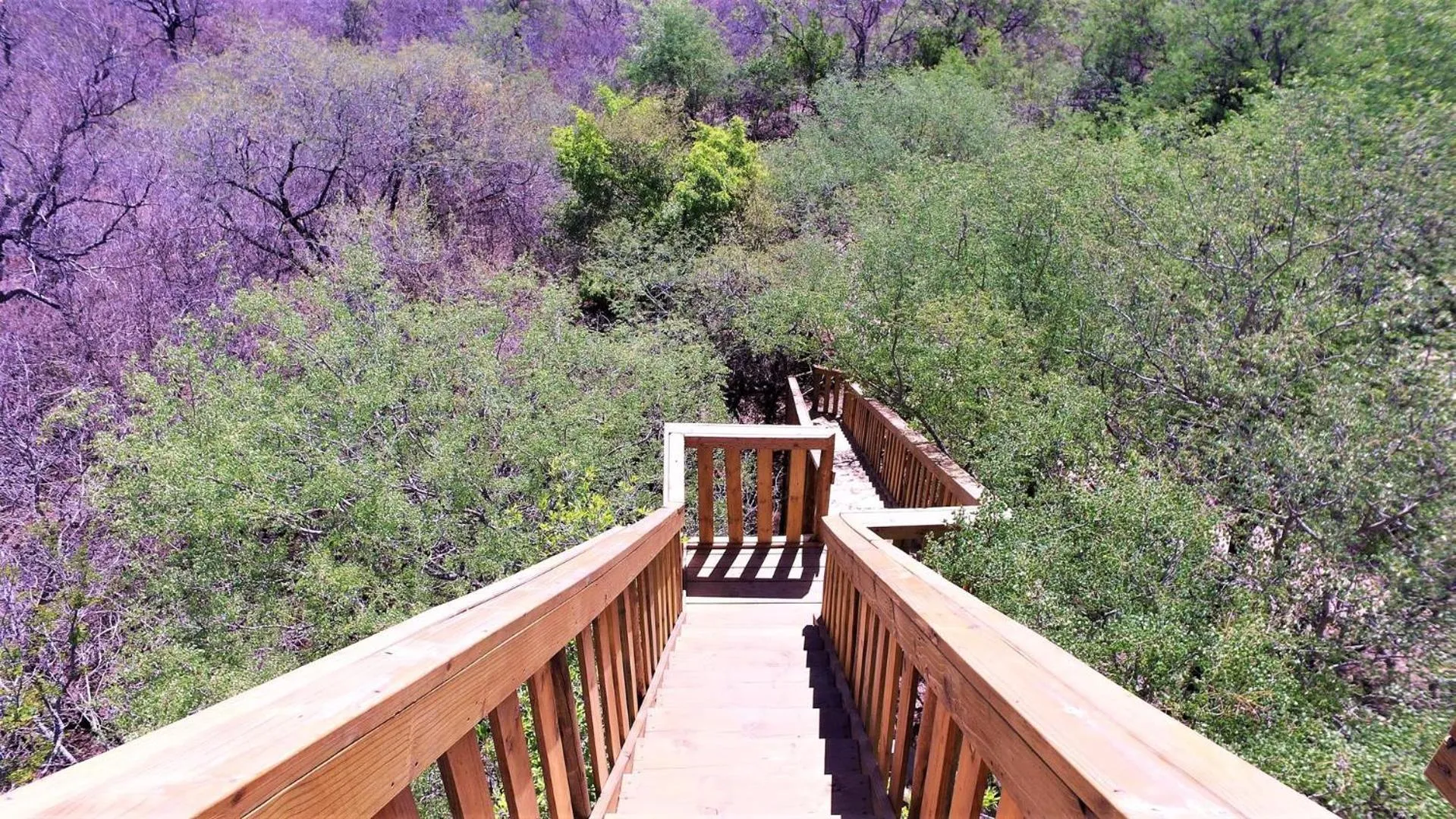 Garden in Hyenas Call