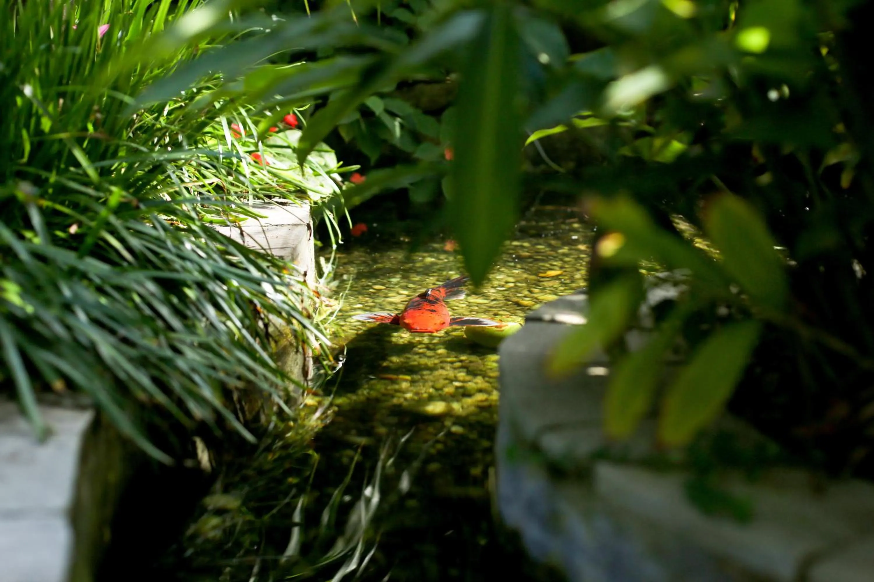 Garden in Xamã Senses - Hotel Pousada