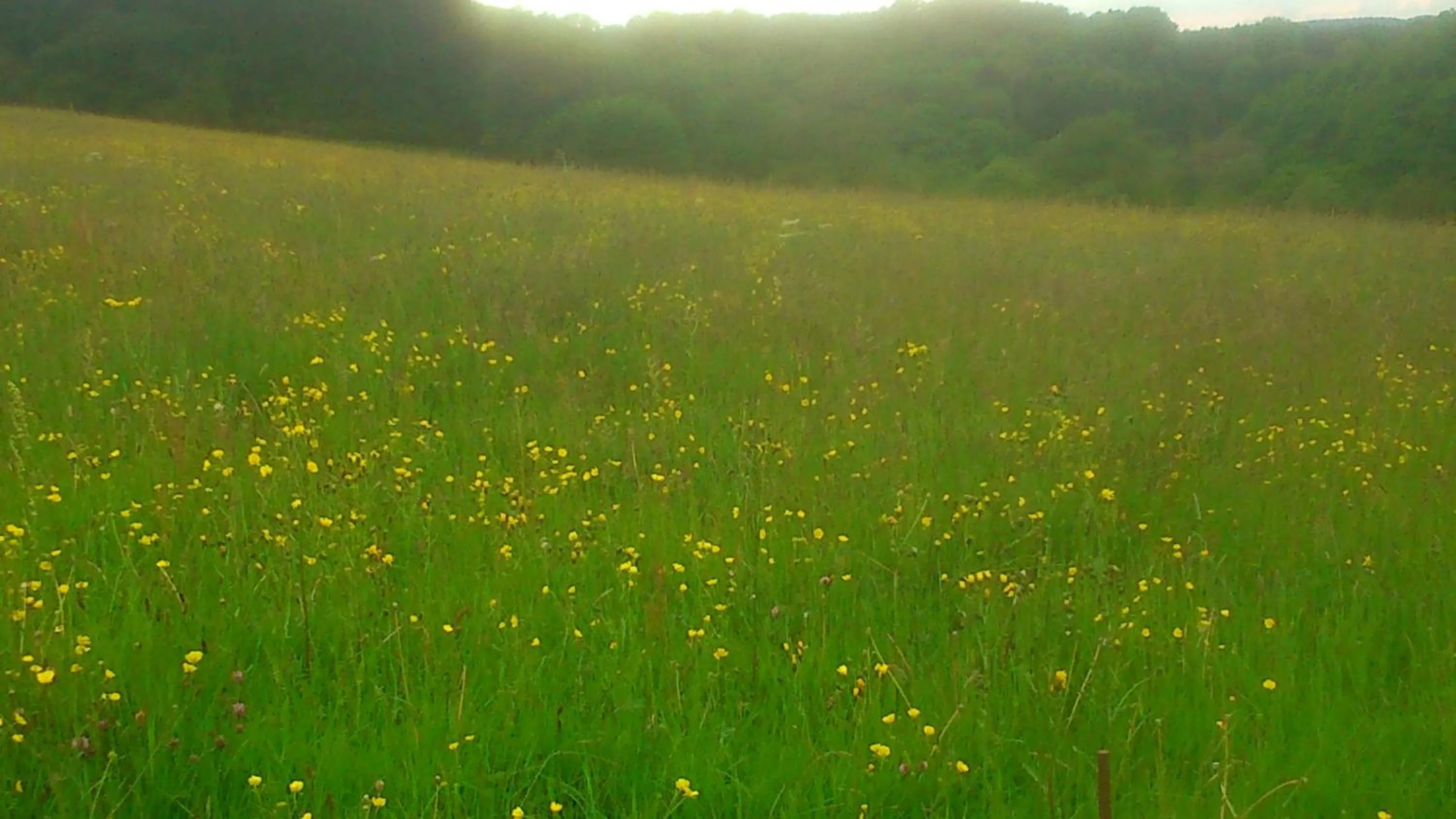 Natural landscape in B&B Au Coeur de Villers