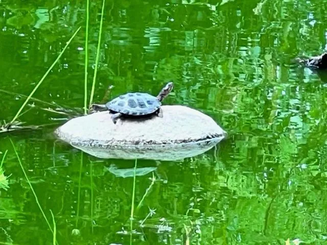 Lake view in Turaco Lodge - No Loadshedding