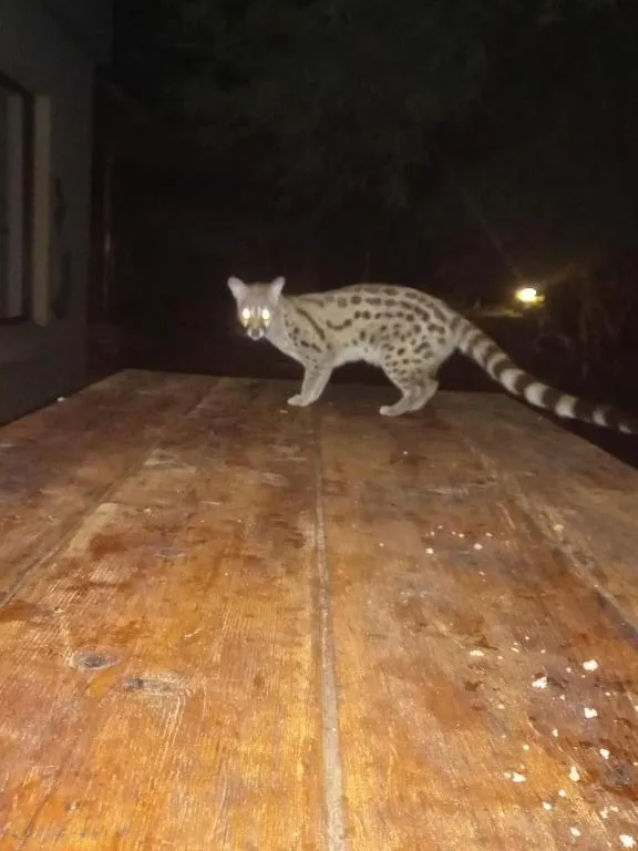 Animals in Turaco Lodge - No Loadshedding