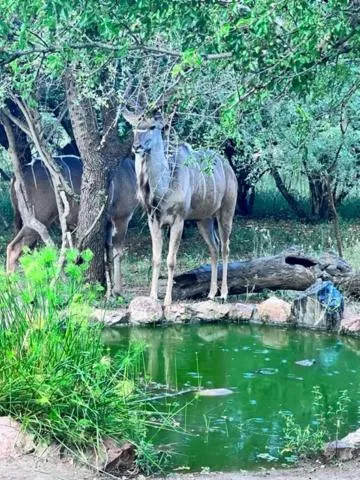 Animals in Turaco Lodge - No Loadshedding