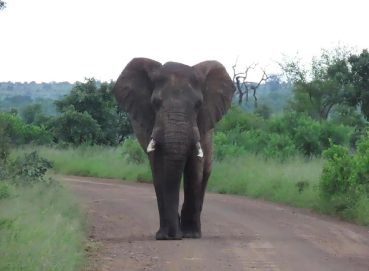 Animals in Turaco Lodge - No Loadshedding