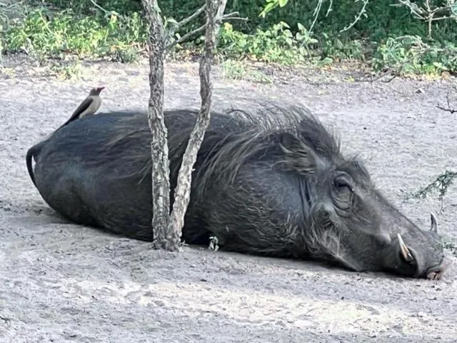 Animals in Turaco Lodge - No Loadshedding