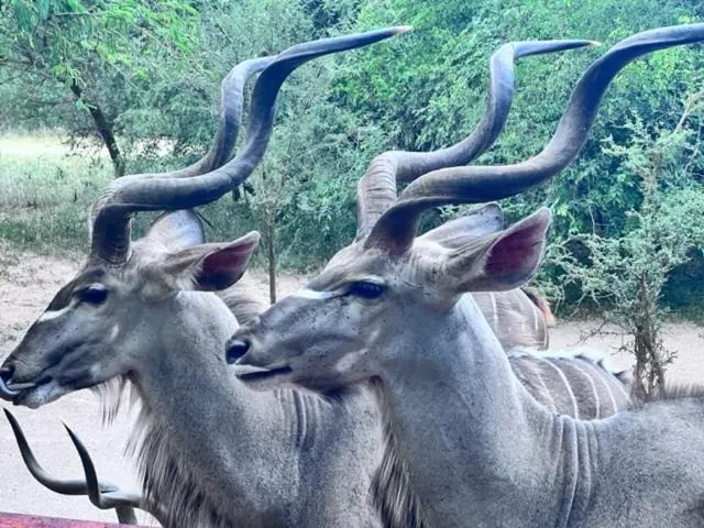 Animals in Turaco Lodge - No Loadshedding