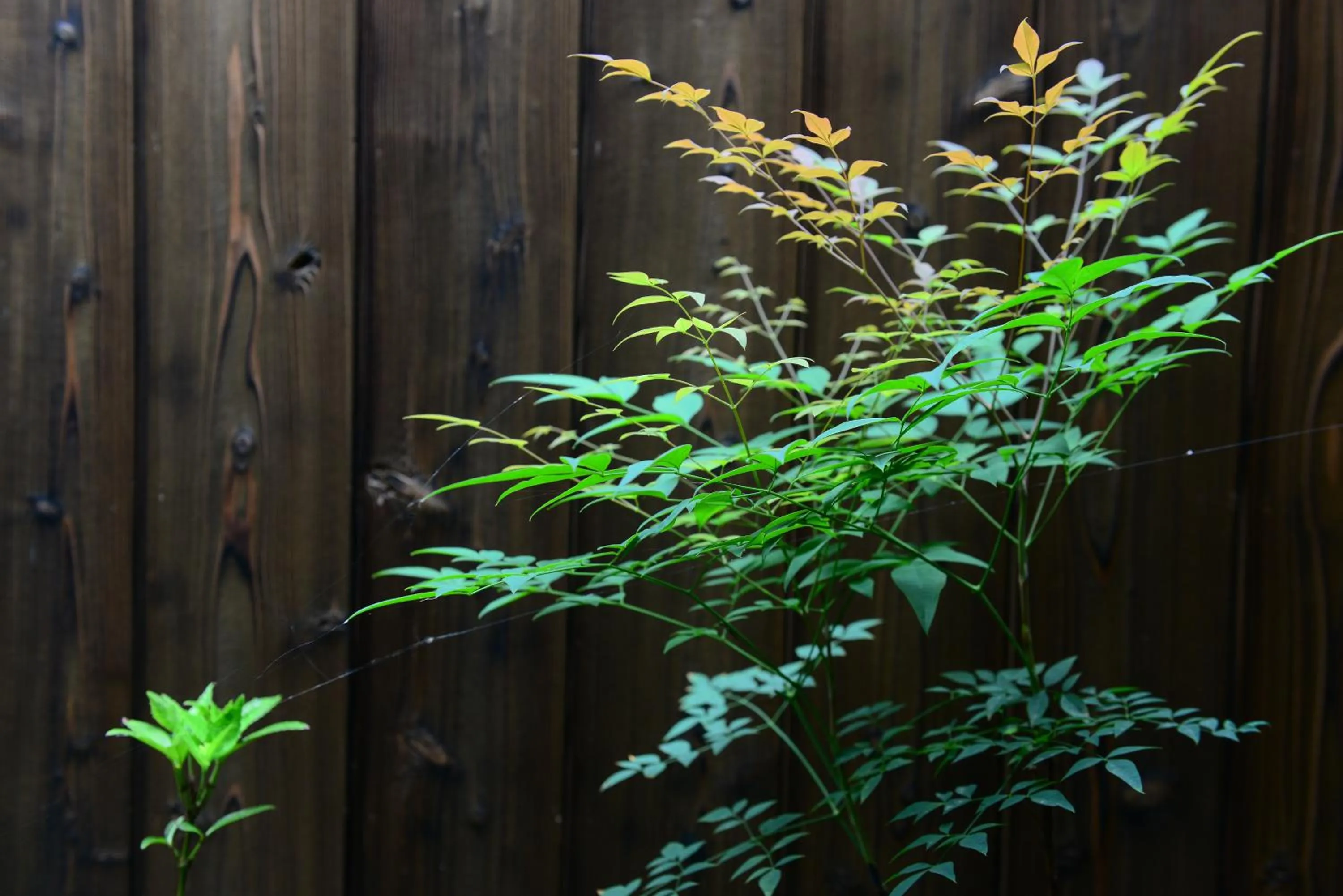 Garden in Nishioji TANUKI