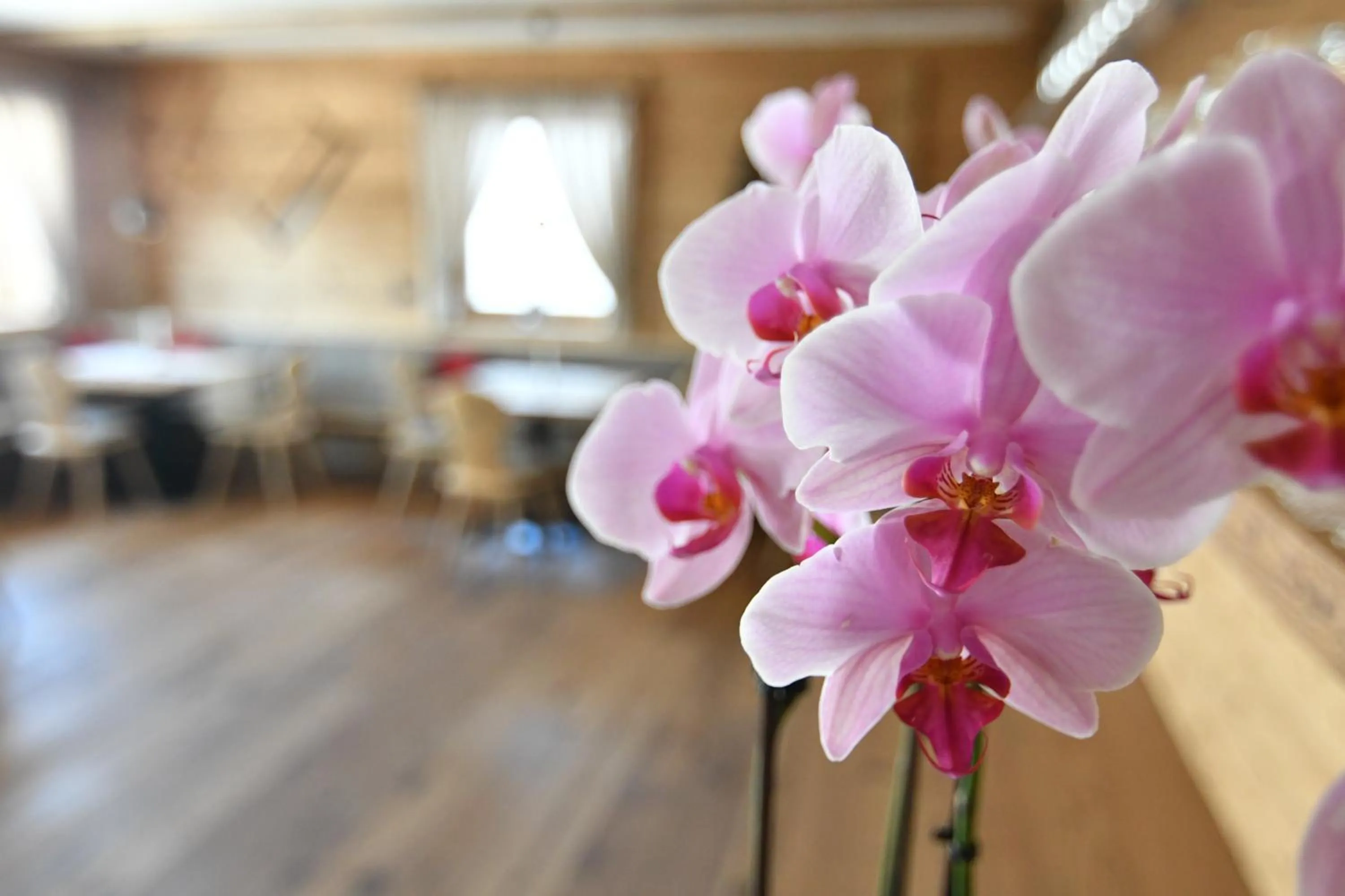 Restaurant/places to eat in Hotel Kristall