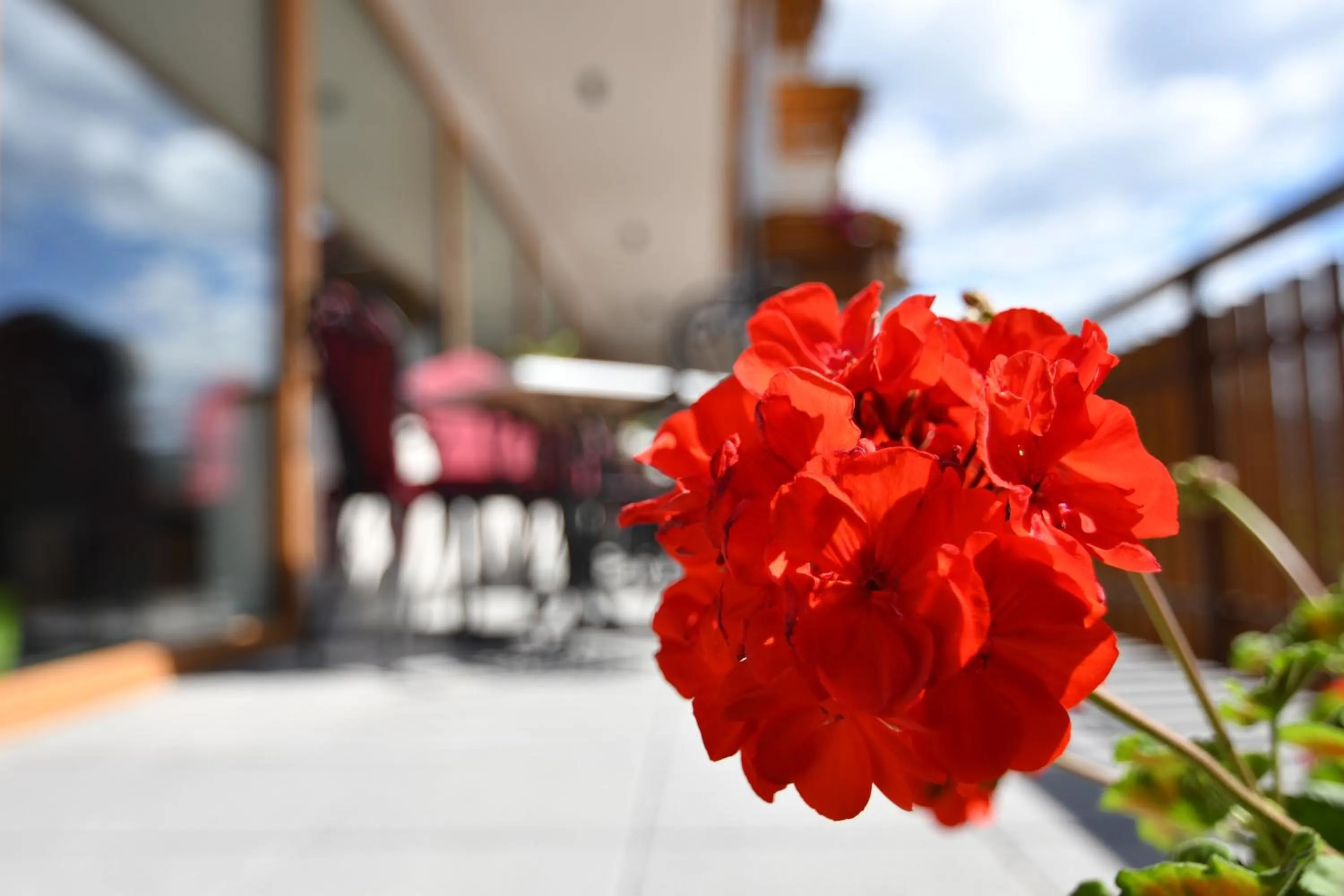 Garden in Hotel Kristall