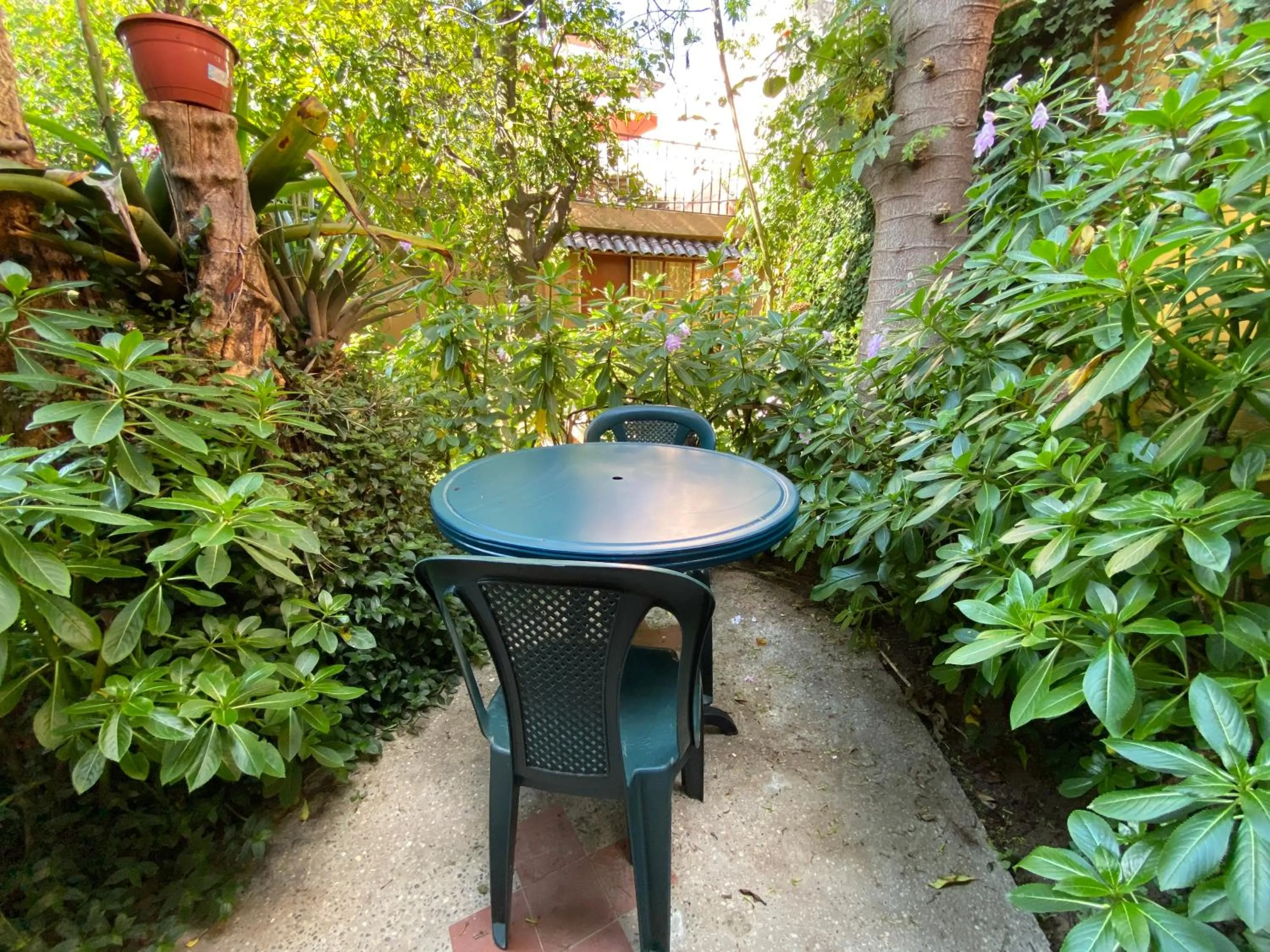 Garden in Hostal Alcala