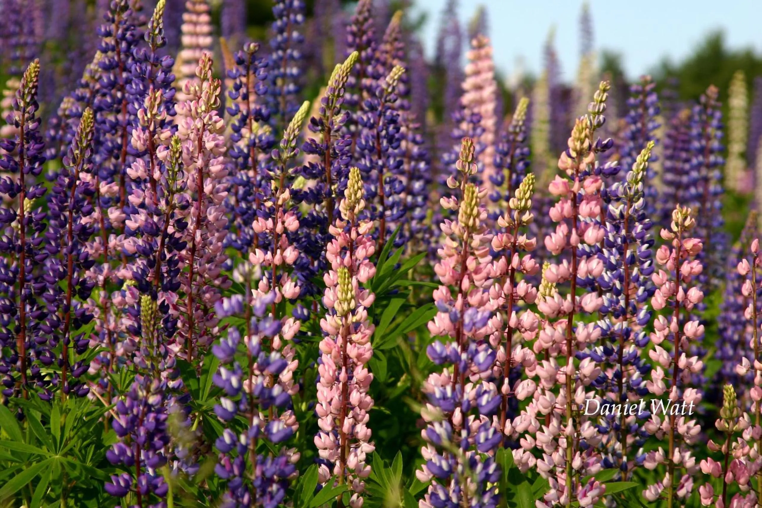 Day in Bucksport Inn