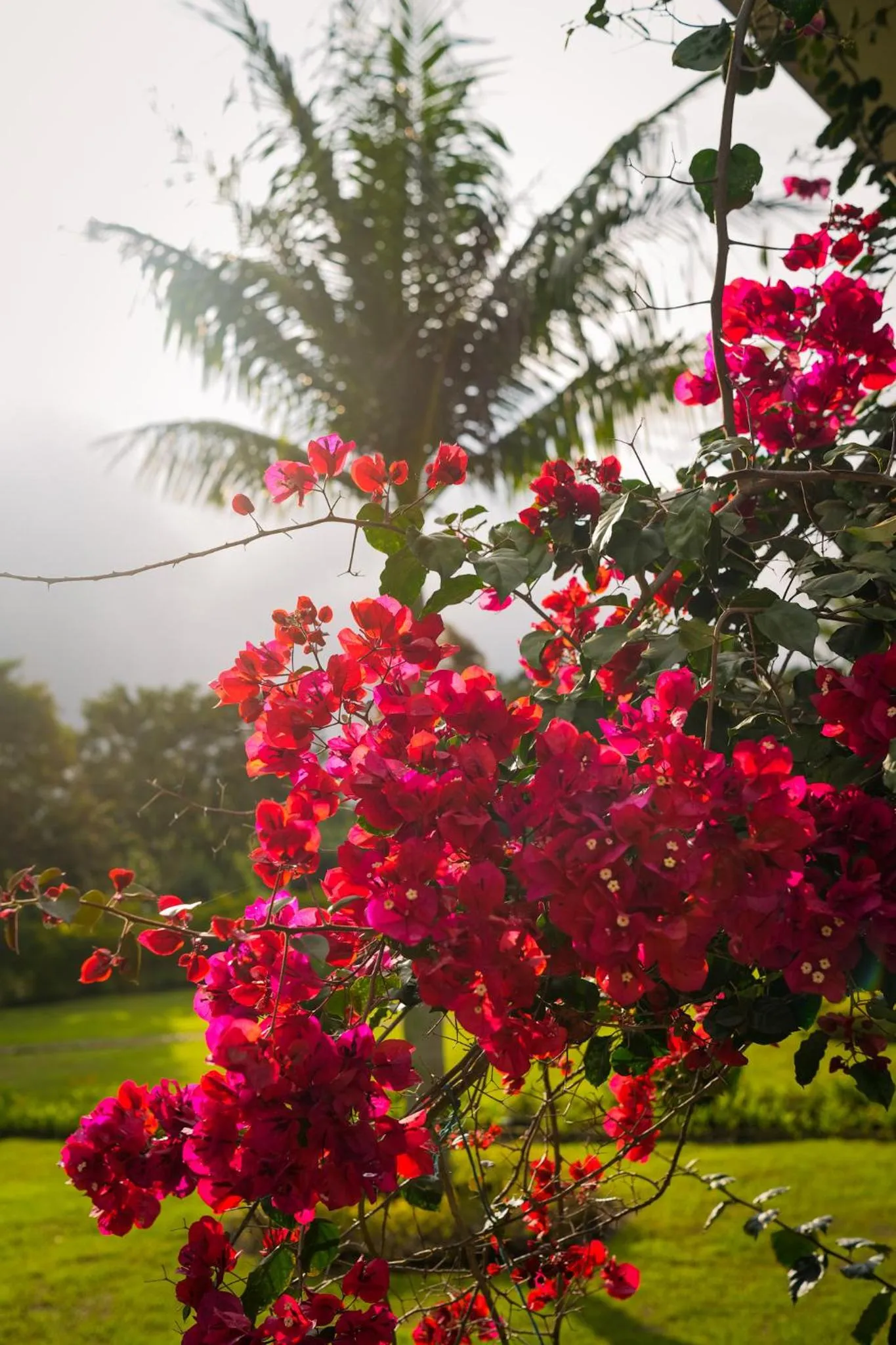 Spring in Hotel Hacienda Supracafe