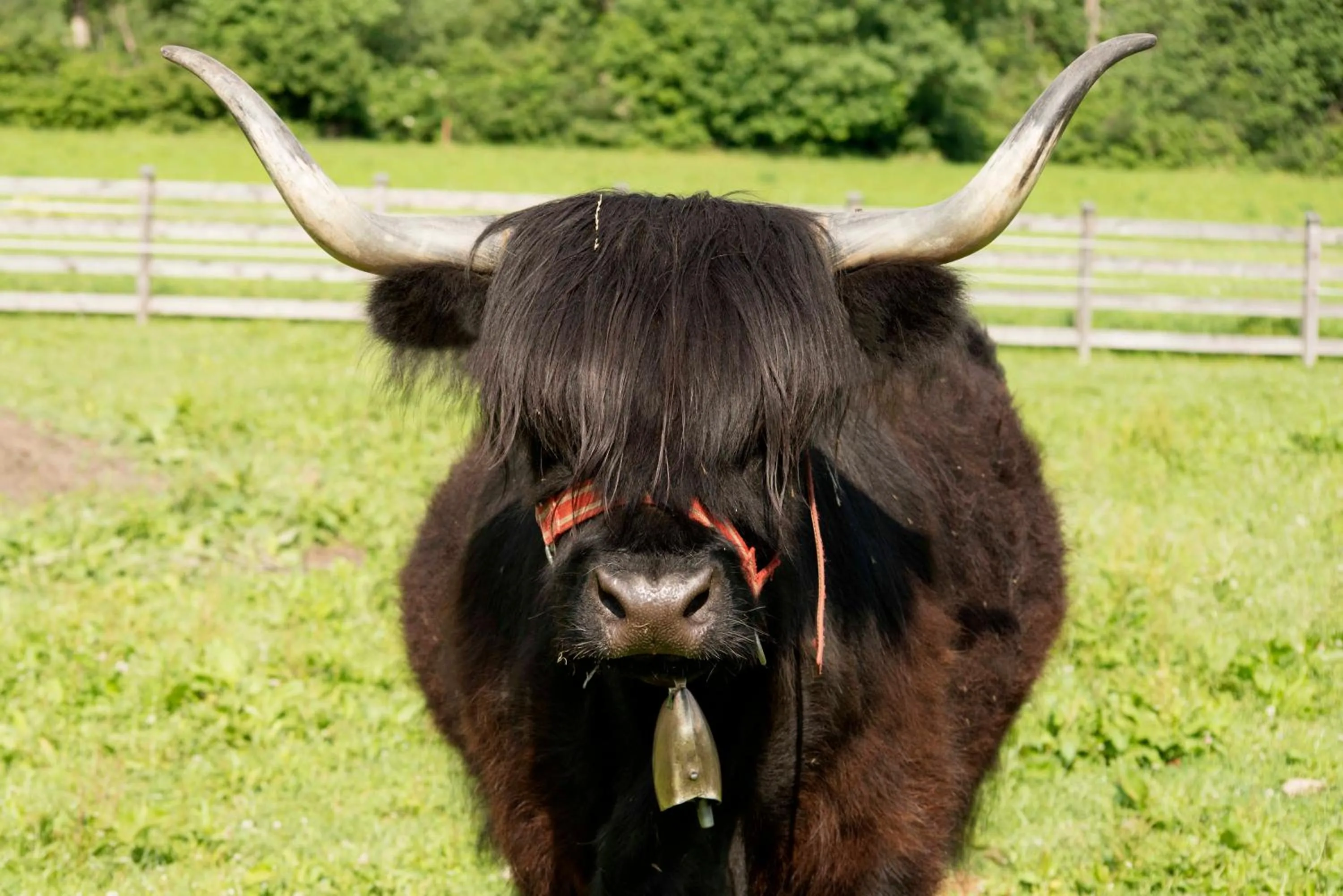 Animals in Café-Pension Margret