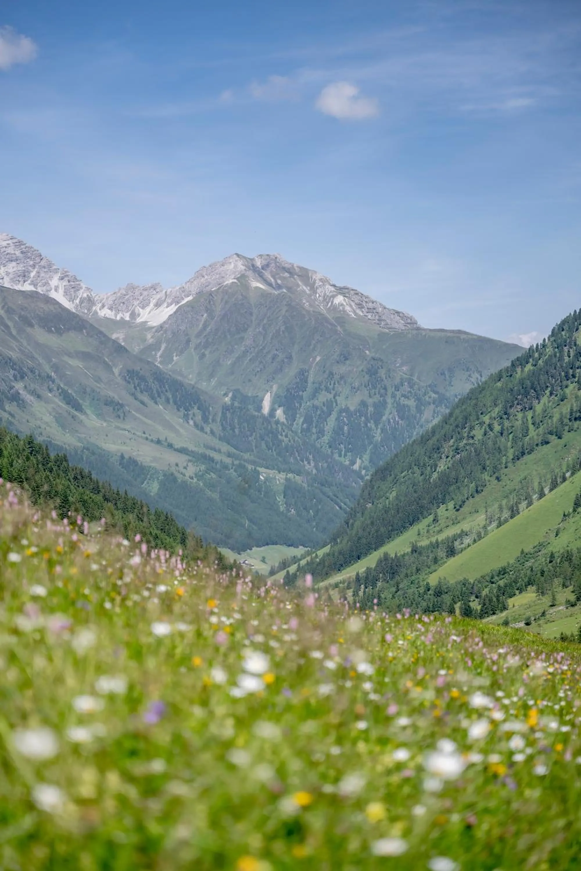 Natural landscape in Hotel Almhof