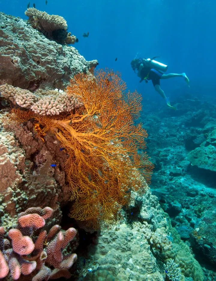 Diving in Octopus Resort