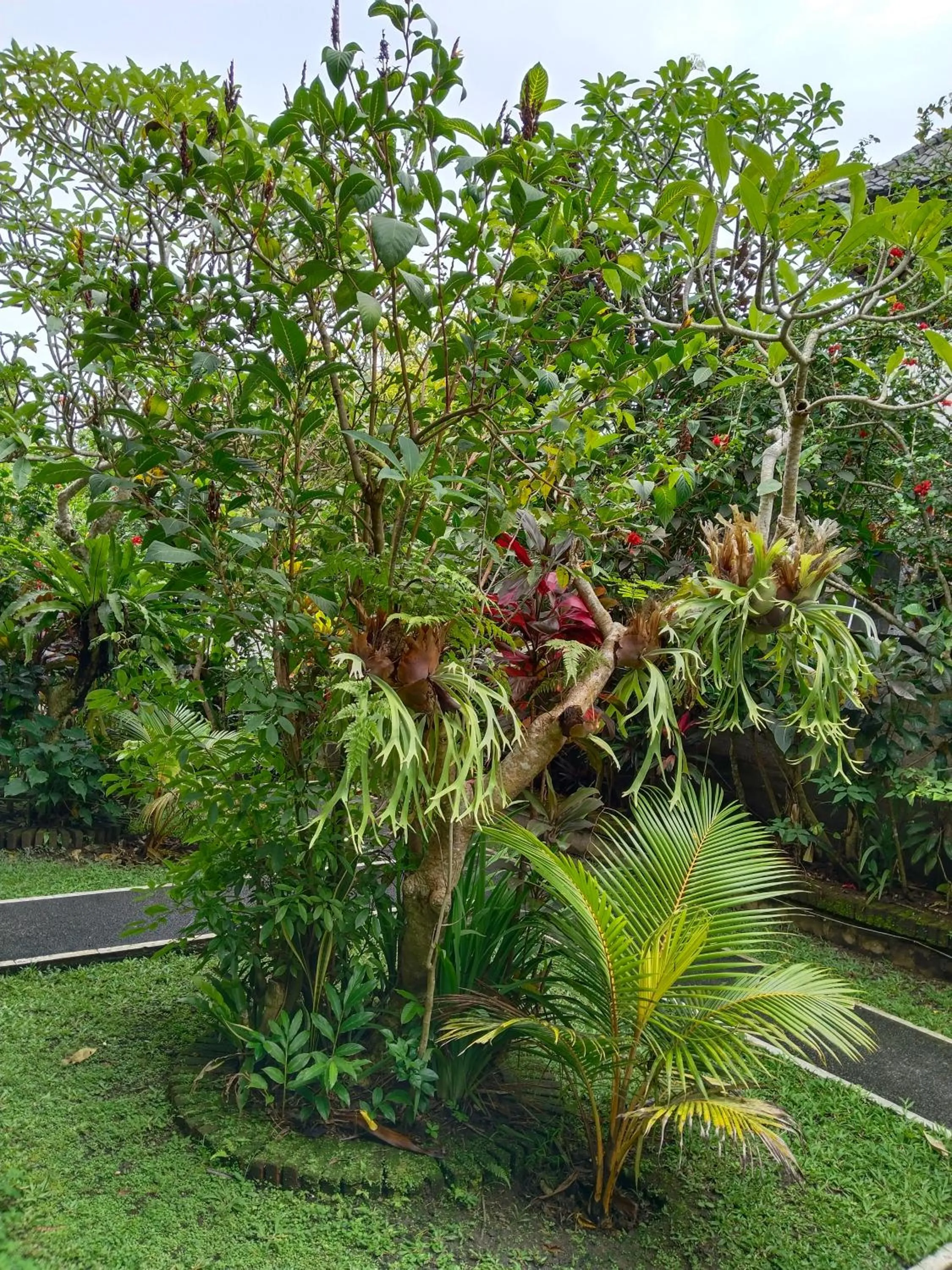 Natural landscape in Bismajaya Bungalow
