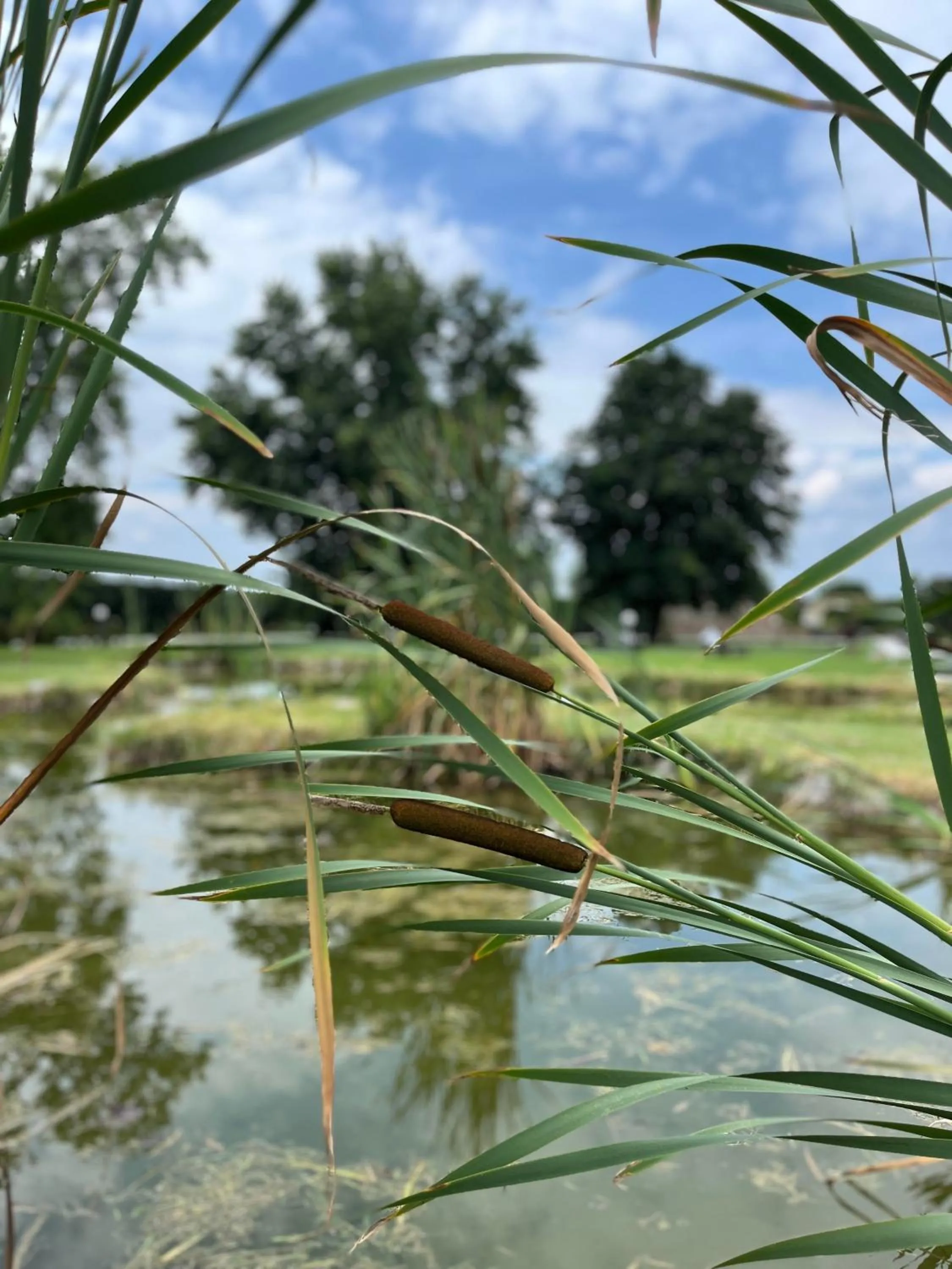 Spring in Albergo Cosmera