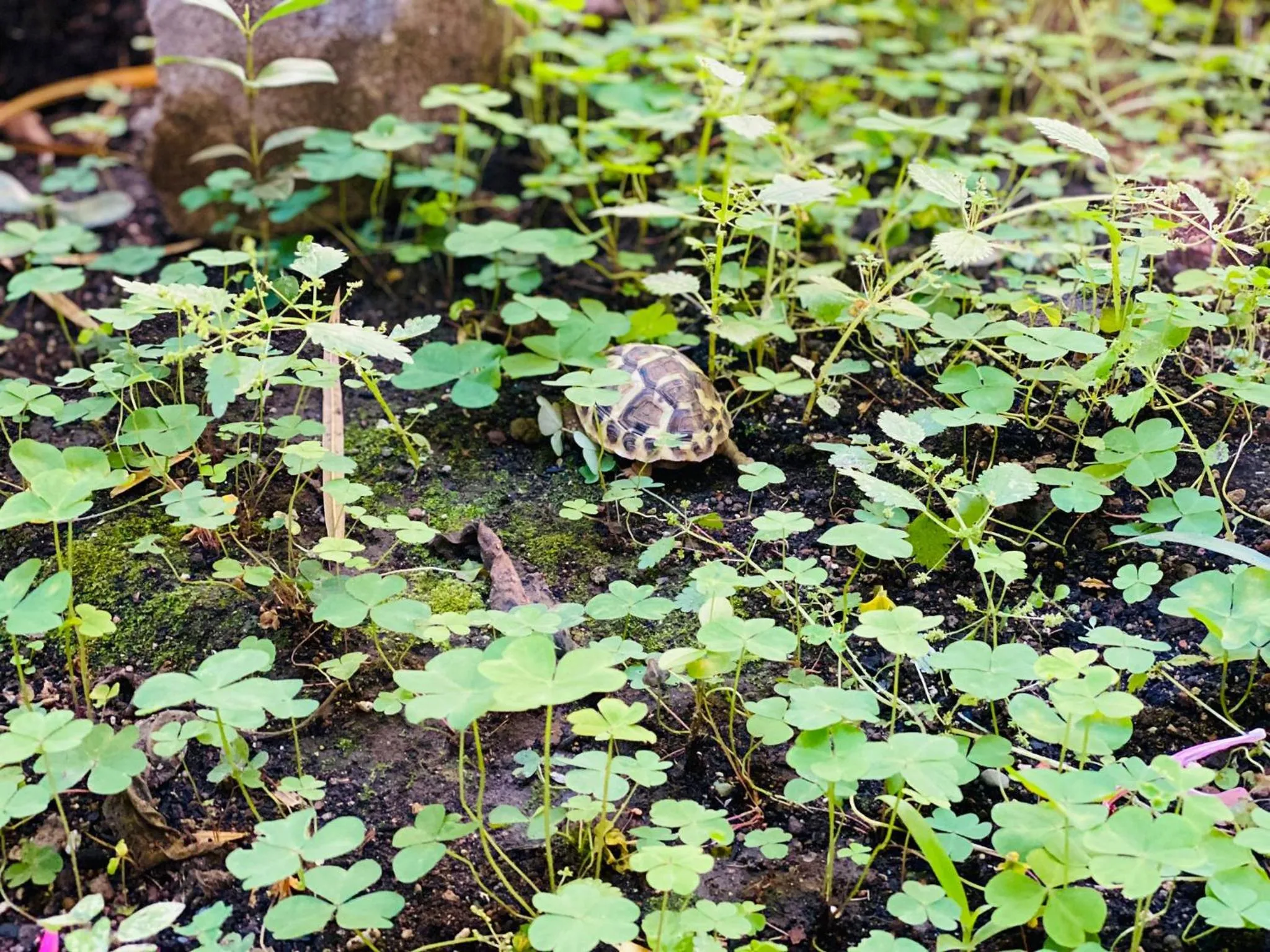Garden in Sweet Dream Roma Termini