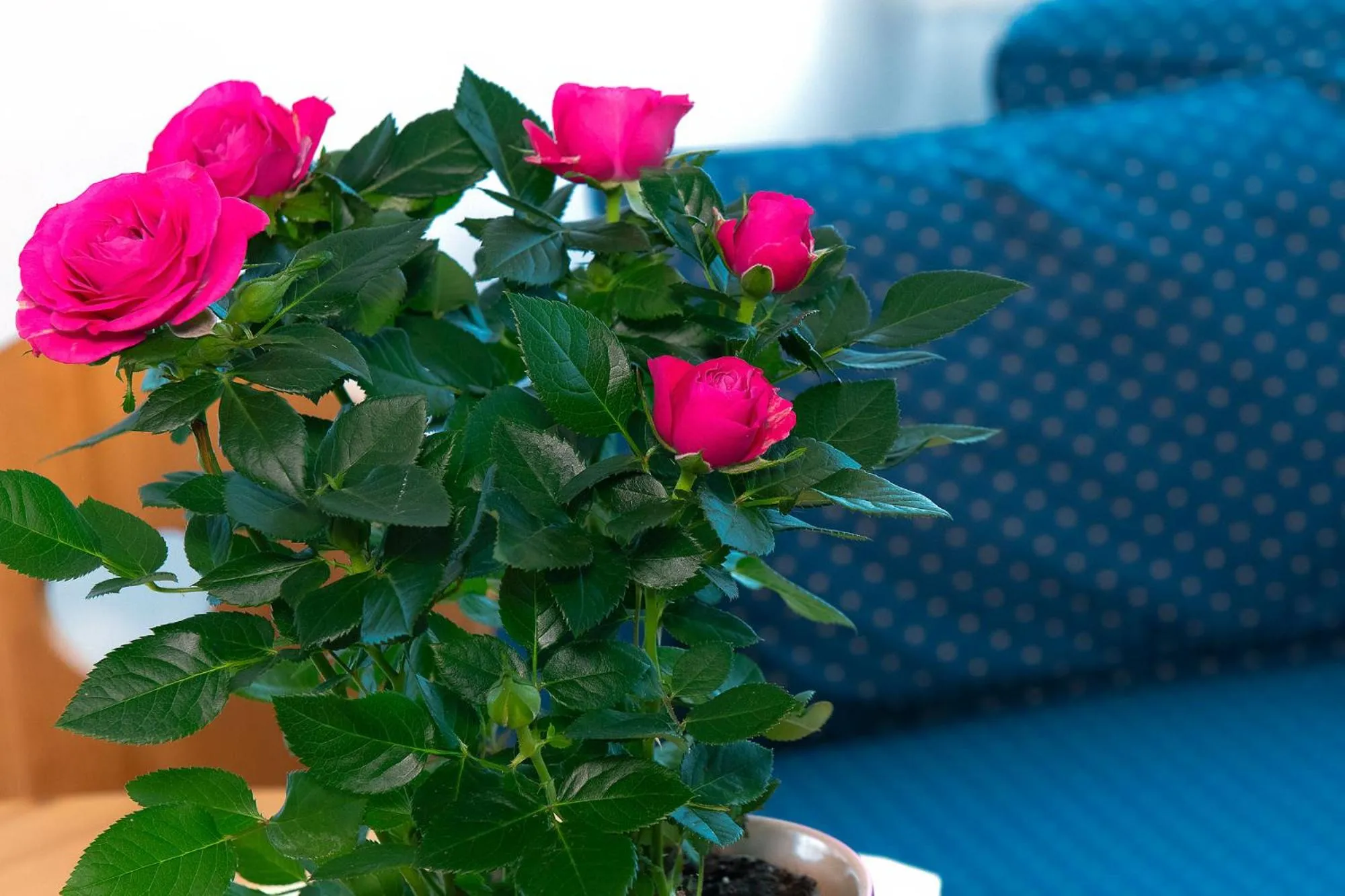 Other in Residence Barbara