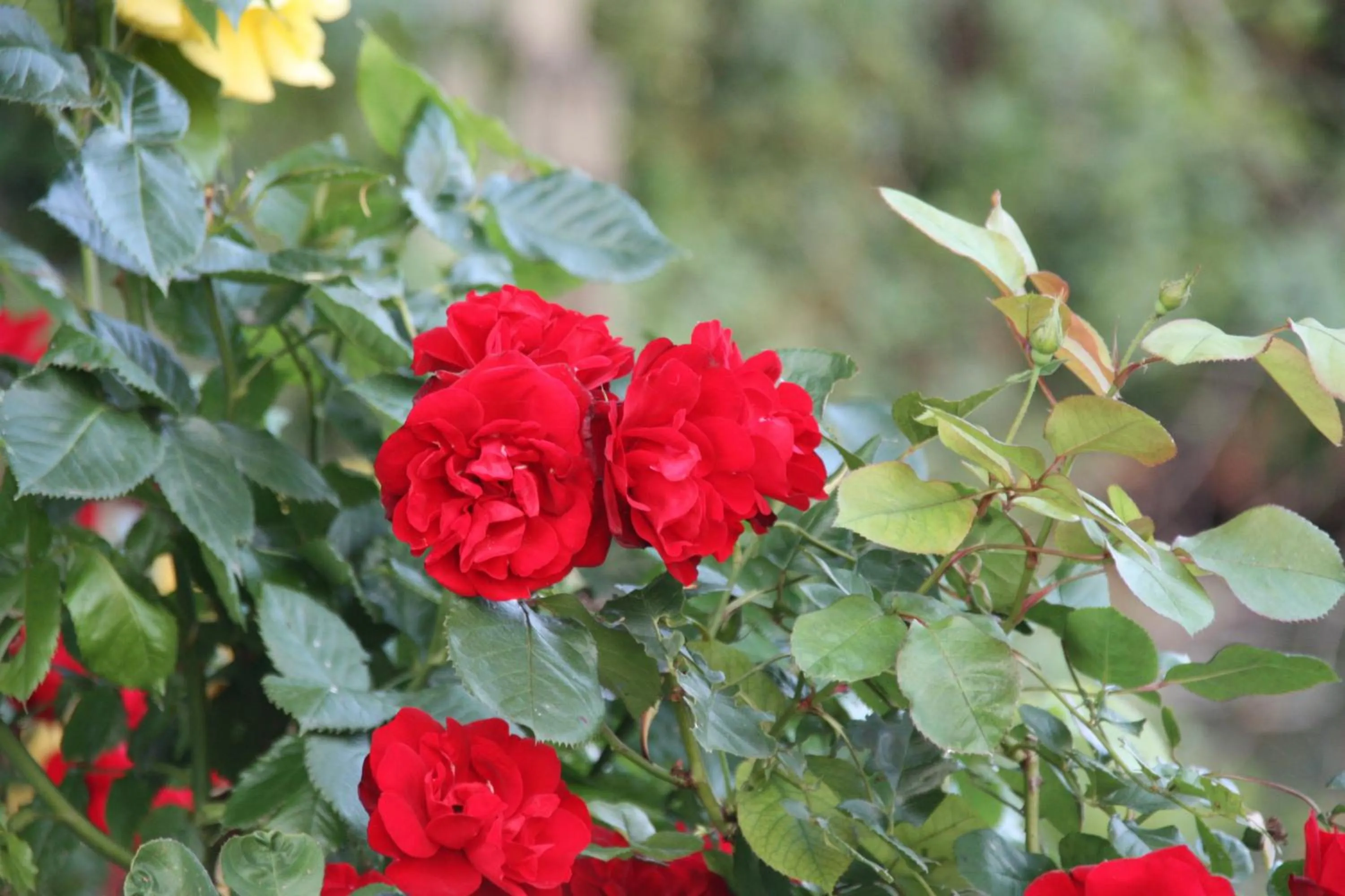 Garden in L'Auberge du Port des Roches