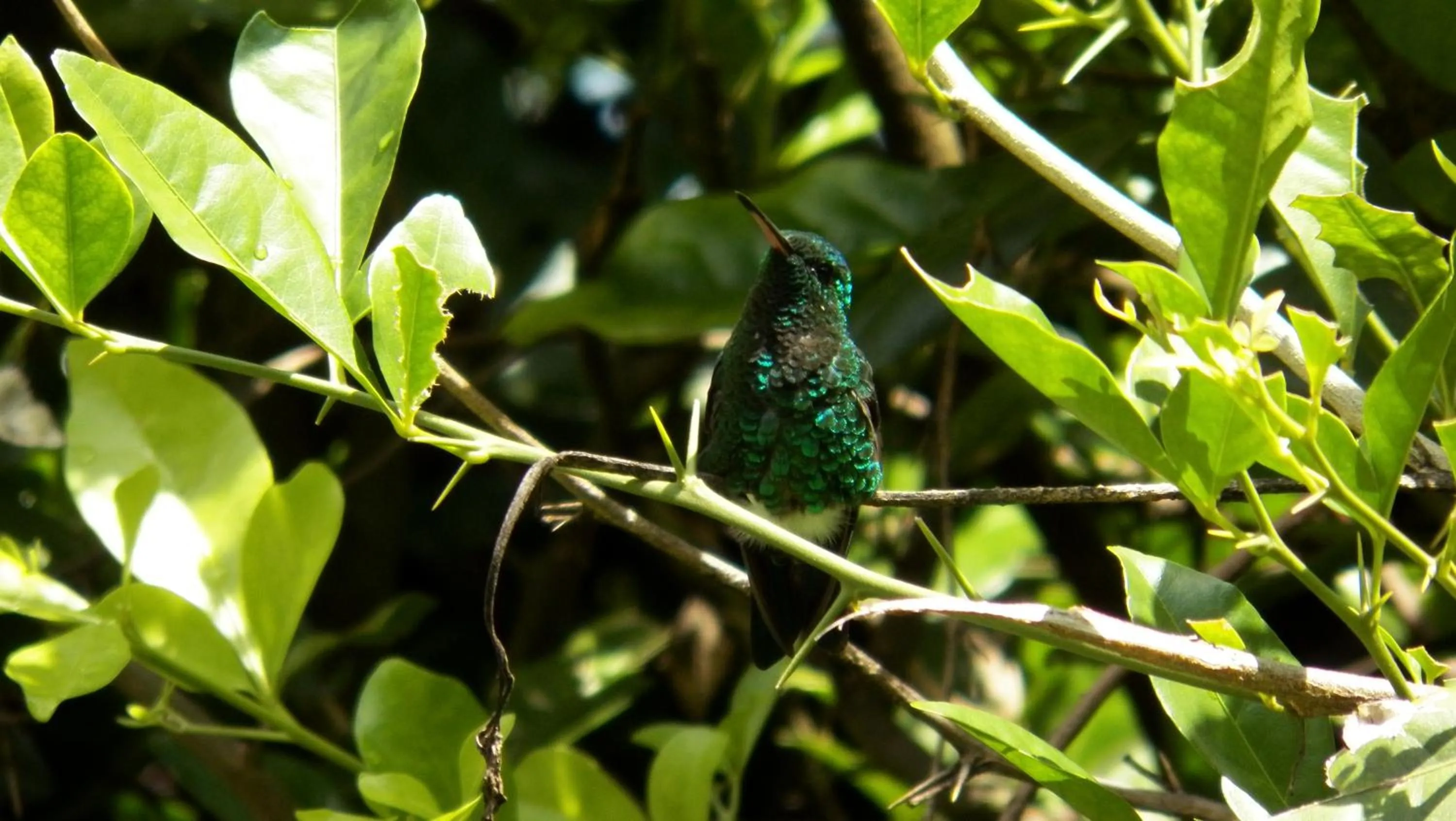 Garden in Hotel Campestre Santa Monica Pance