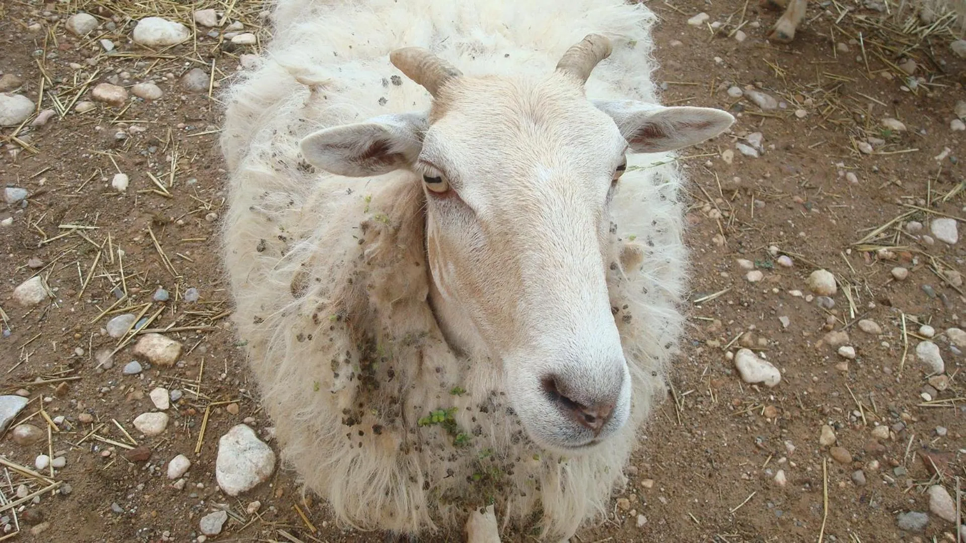 Comarquinal Bioresort Penedes