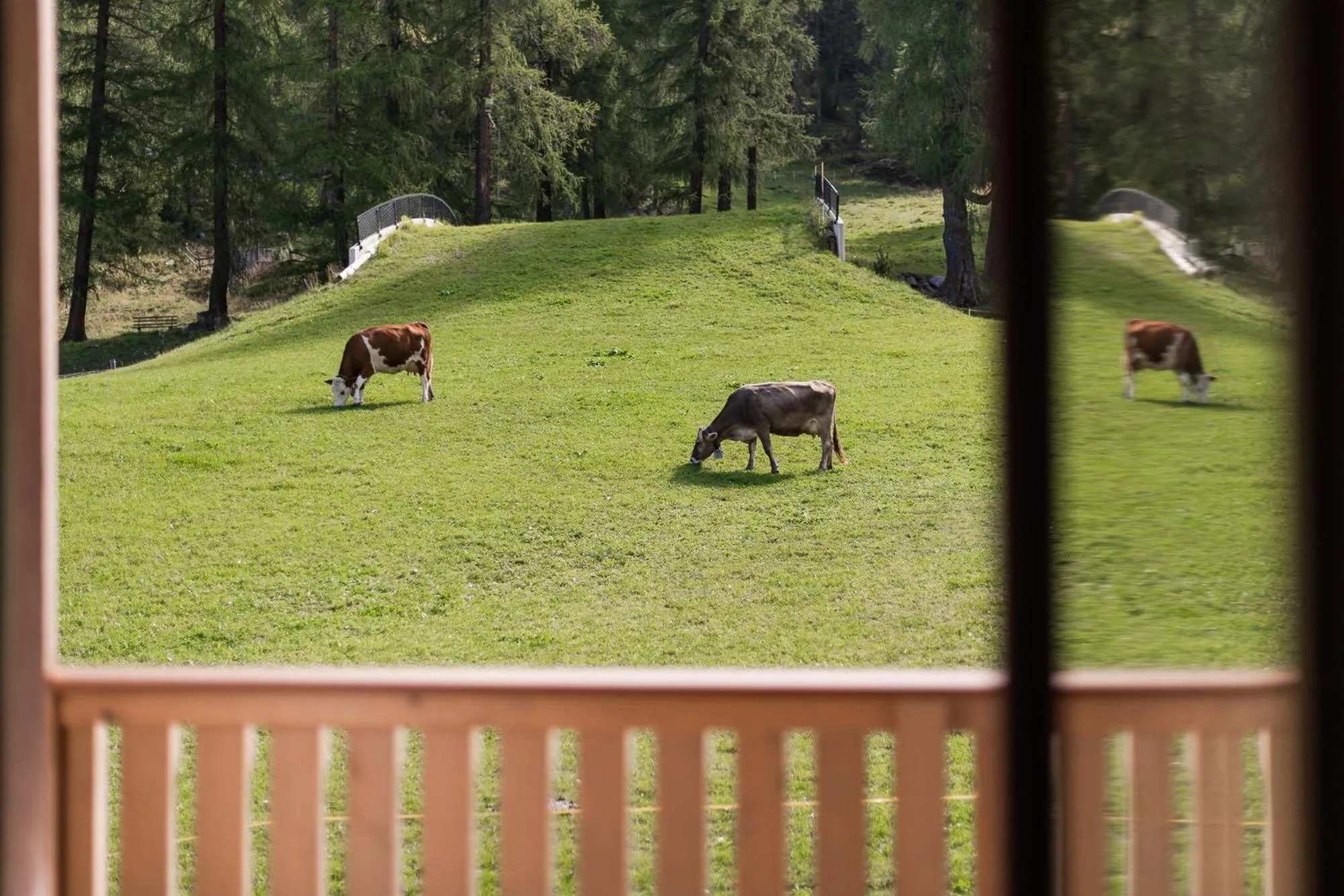 Natural landscape in Hotel Lärchenhof