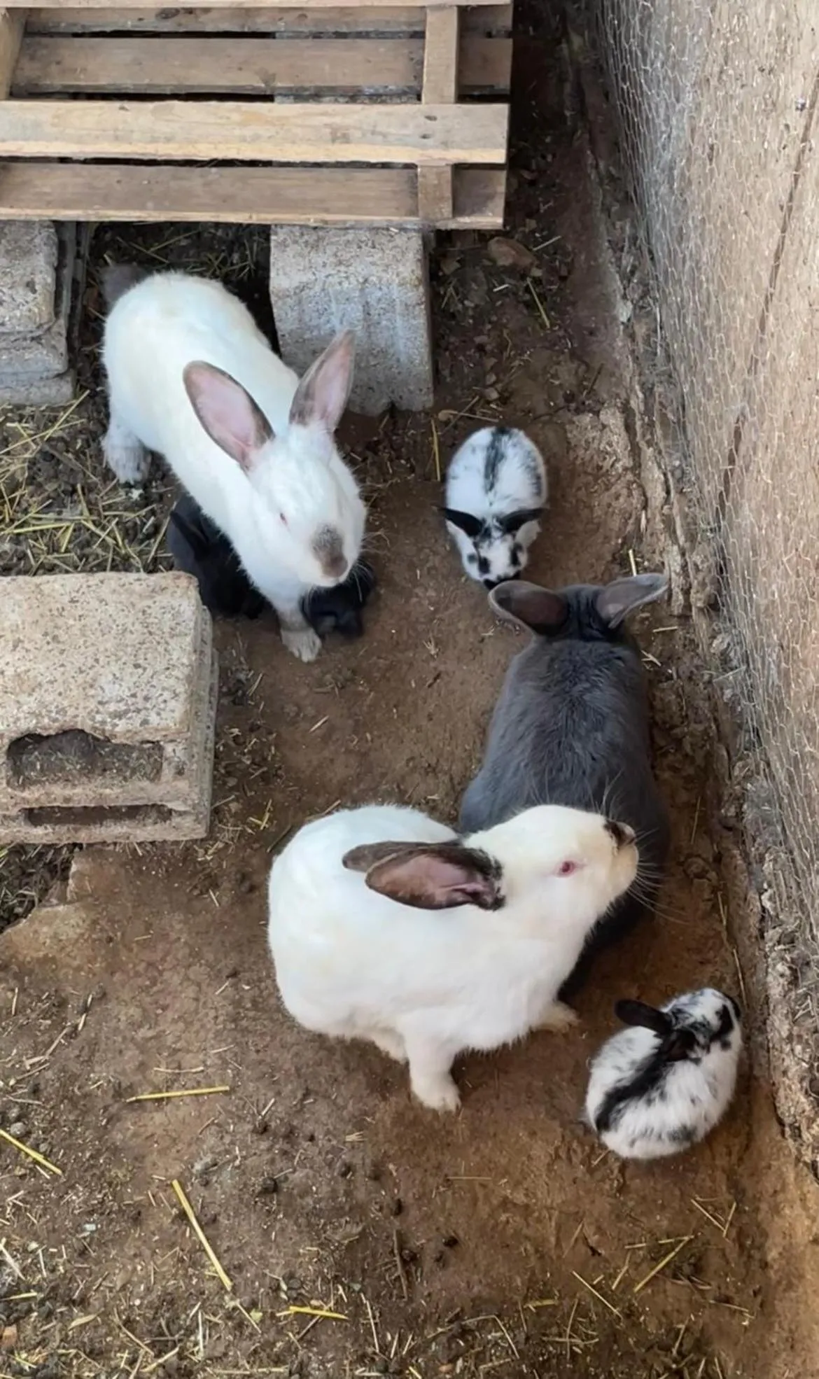 Casale Torre San Magno