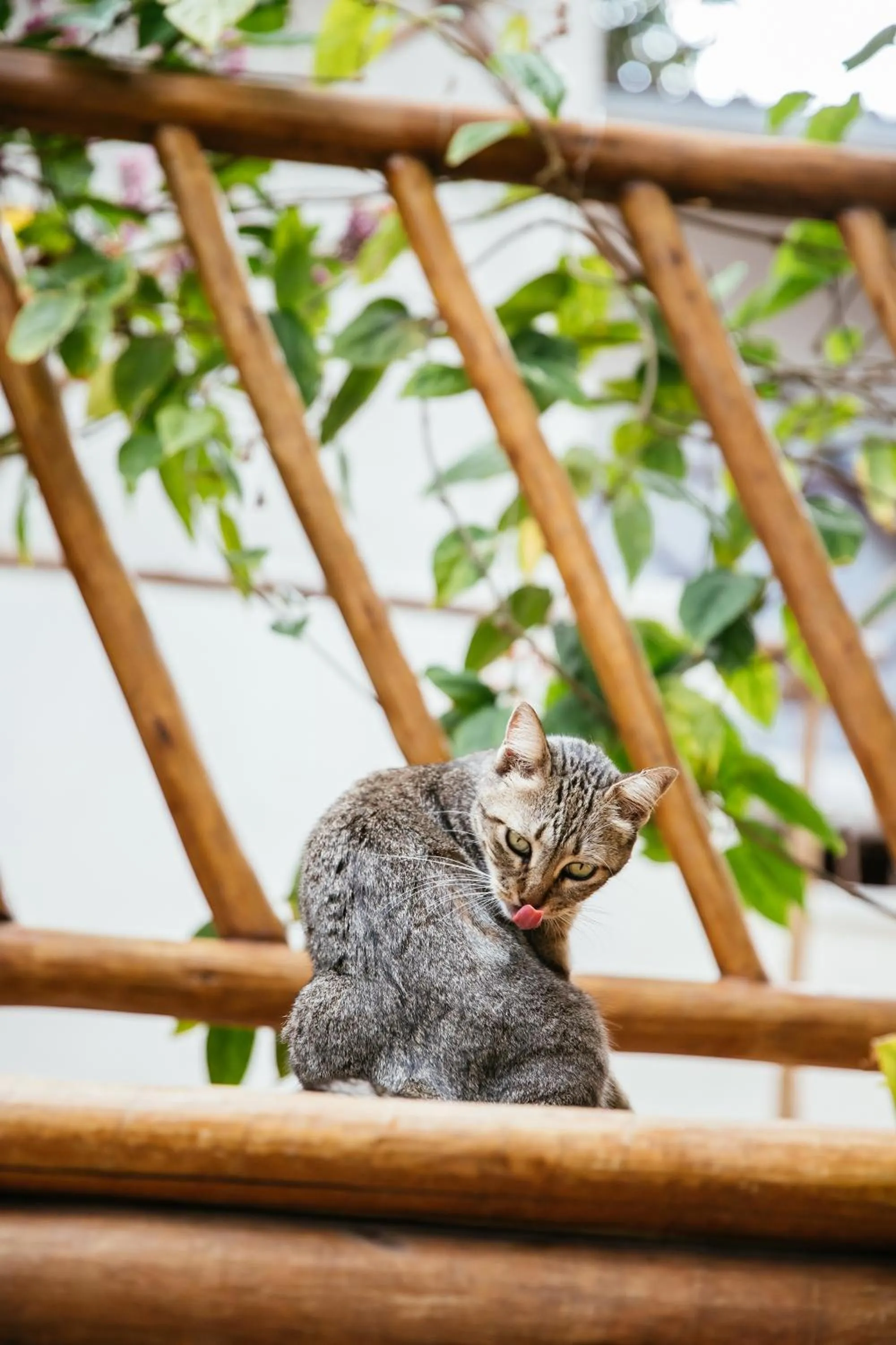 Animals in CasaLô Hotel