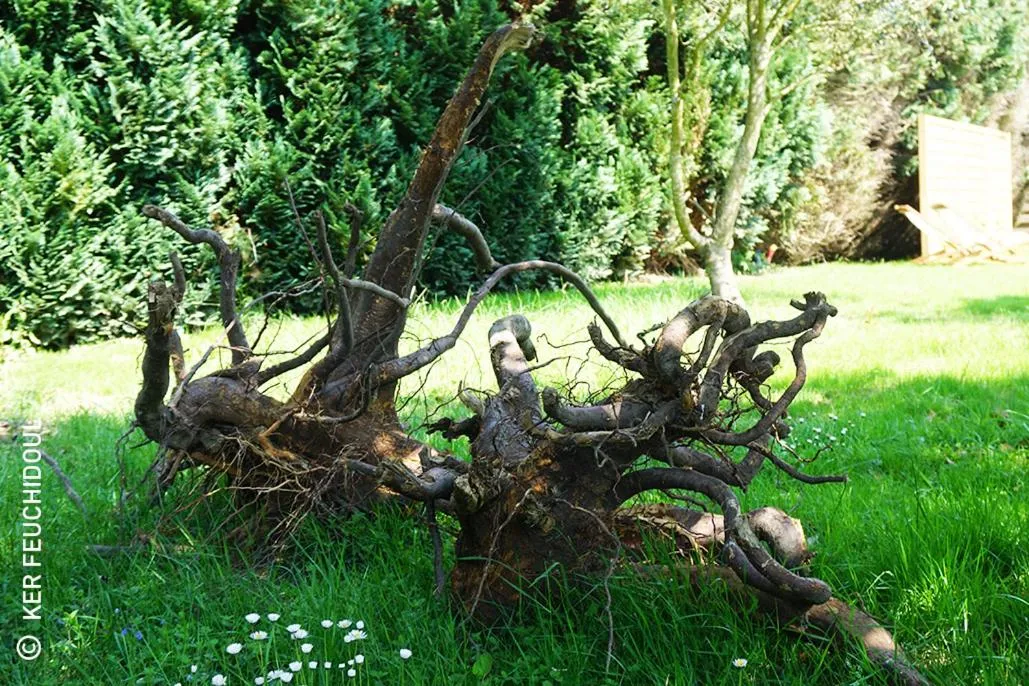 Garden in Ker Feuchidoul