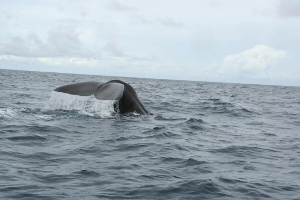 Activities in Elements Beach & Nature Resort