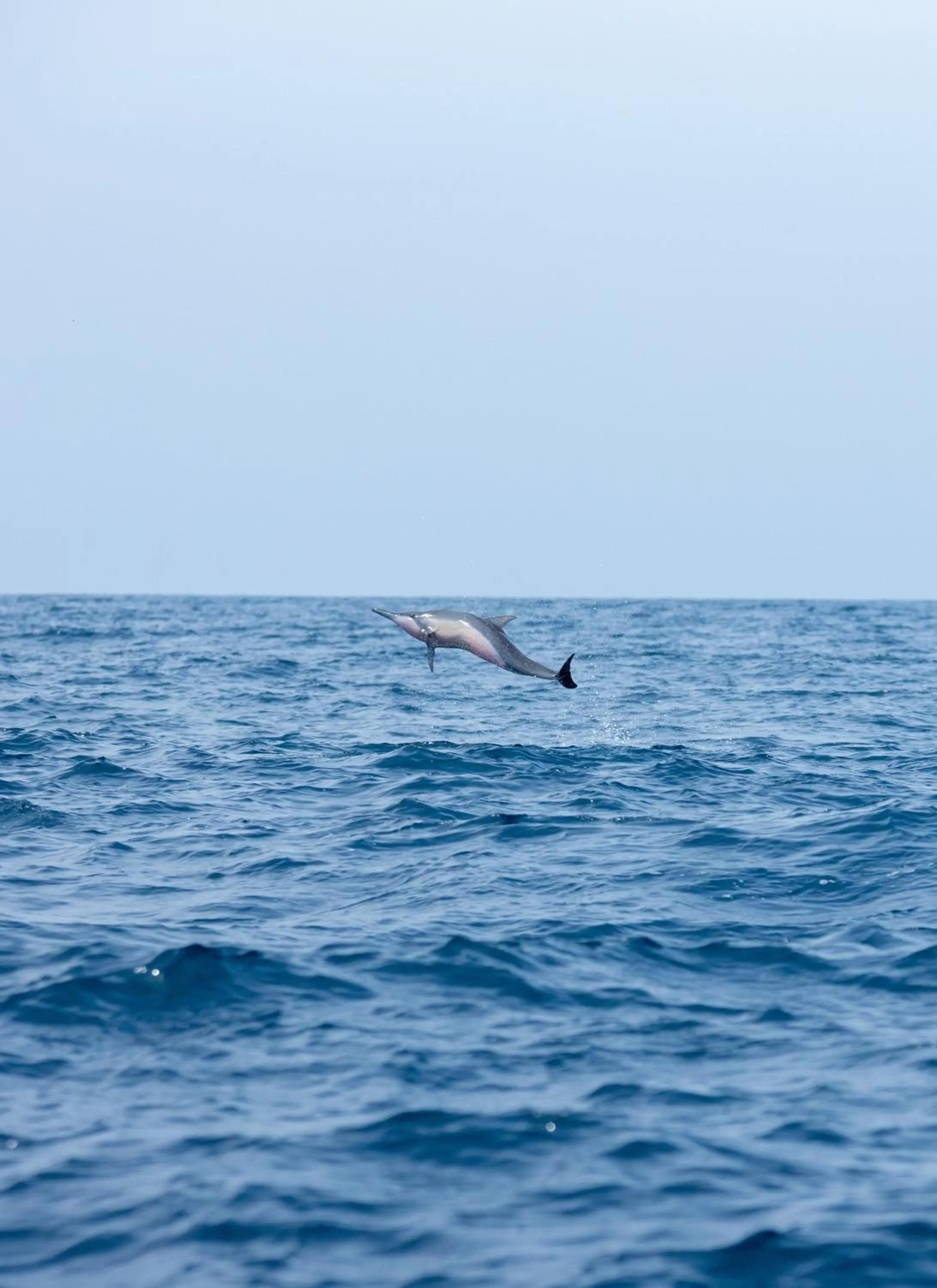 Animals in Elements Beach & Nature Resort