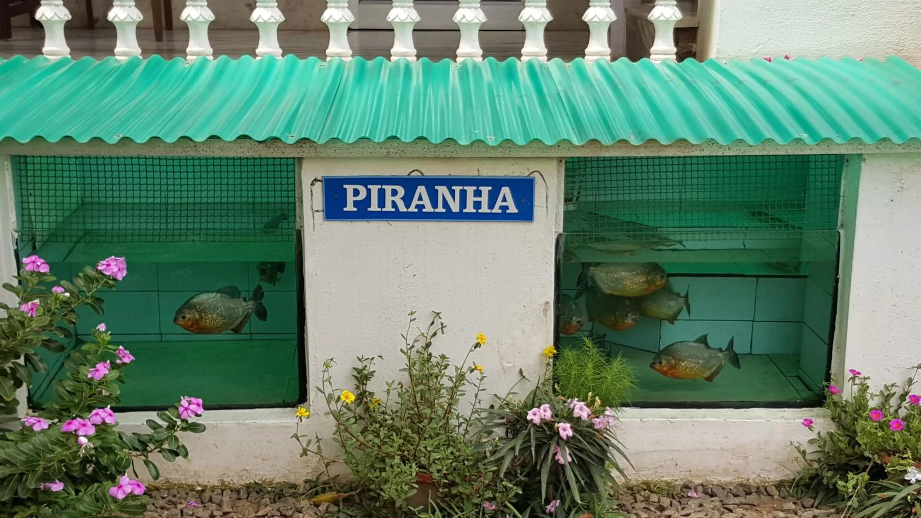 Animals in Hotel Gandhara