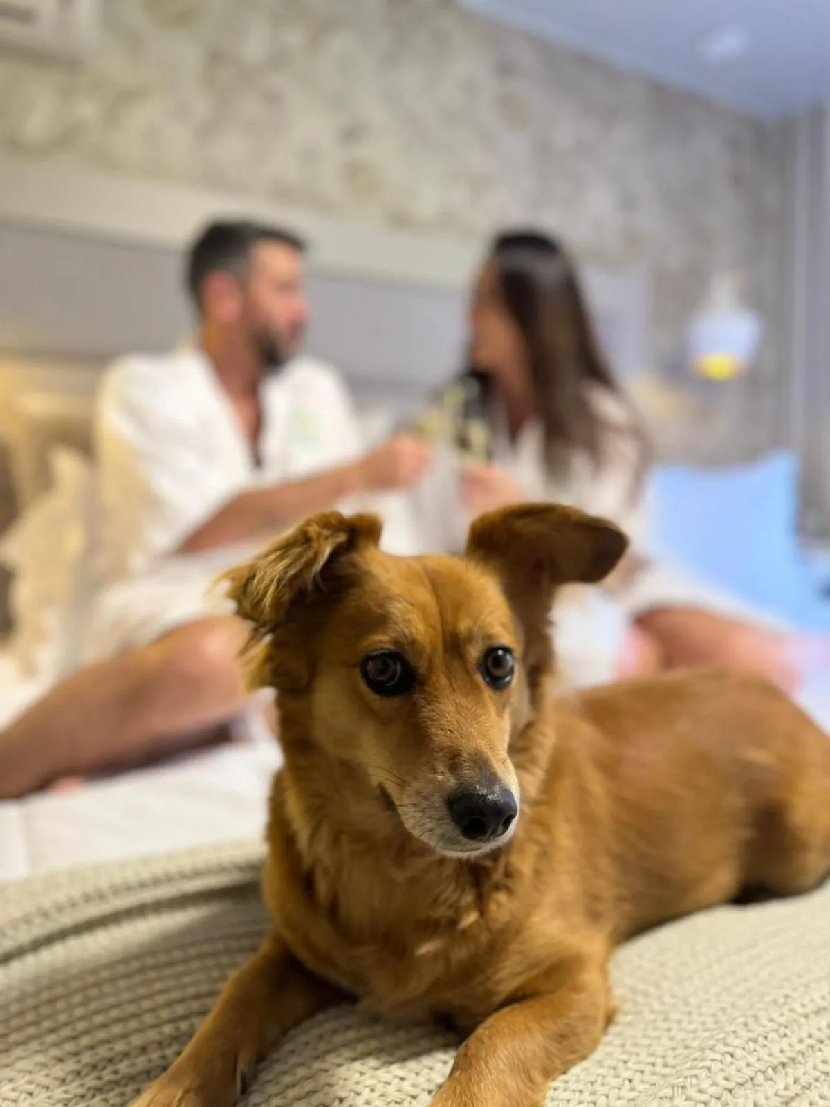 Pets in Hotel Bangalôs da Serra