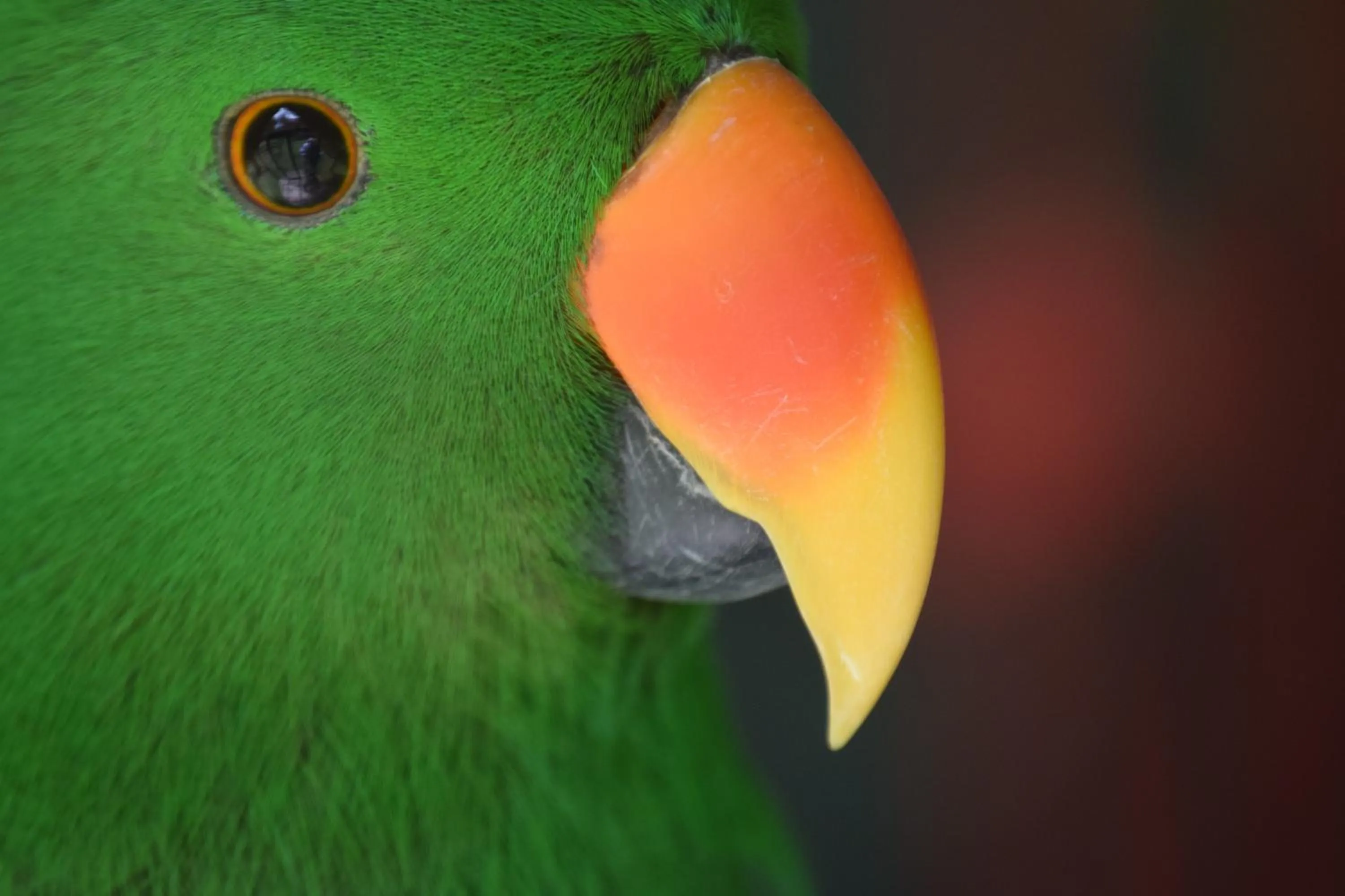 Garden in Petit Hotel Es Figueral