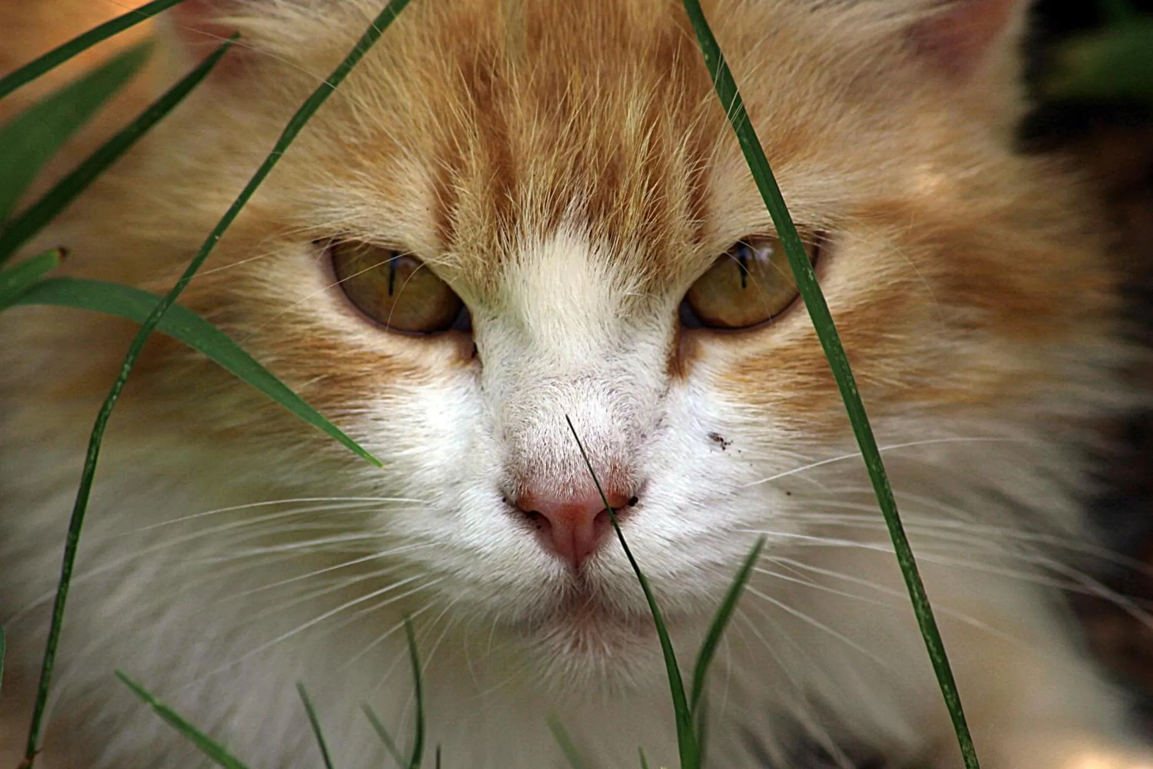 Pets in Petit Hotel Es Figueral