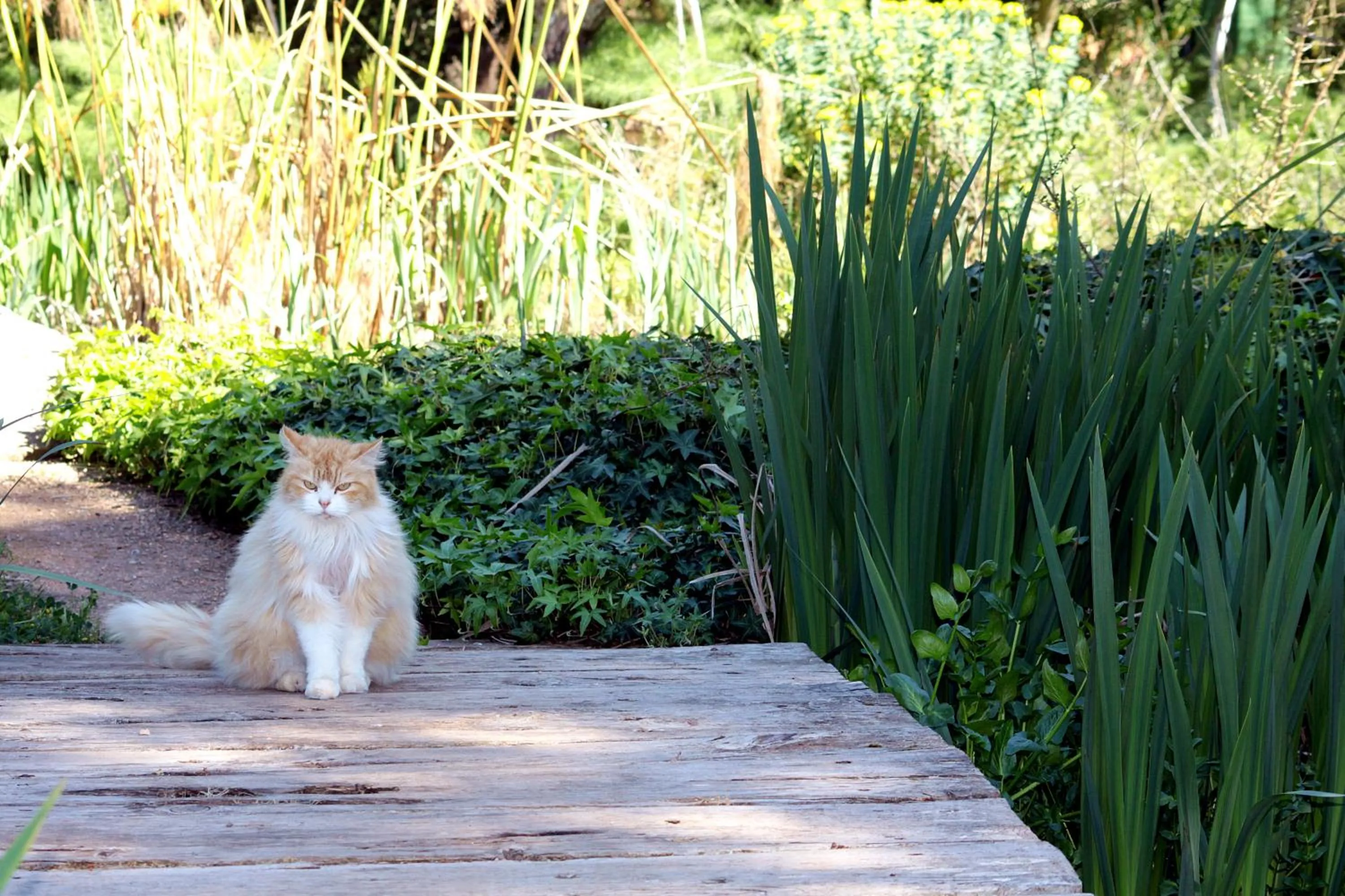 Garden in Petit Hotel Es Figueral