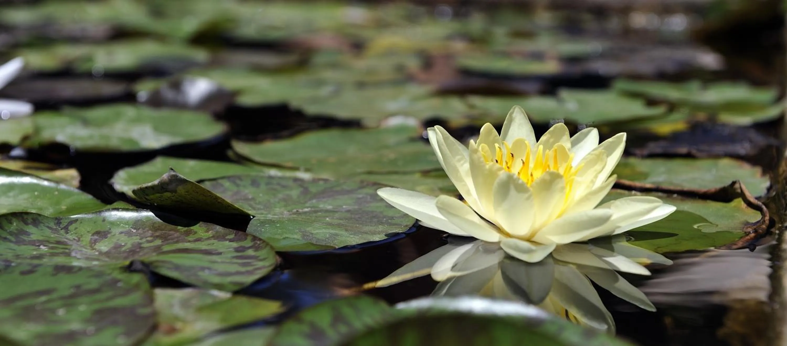 Garden in Petit Hotel Es Figueral