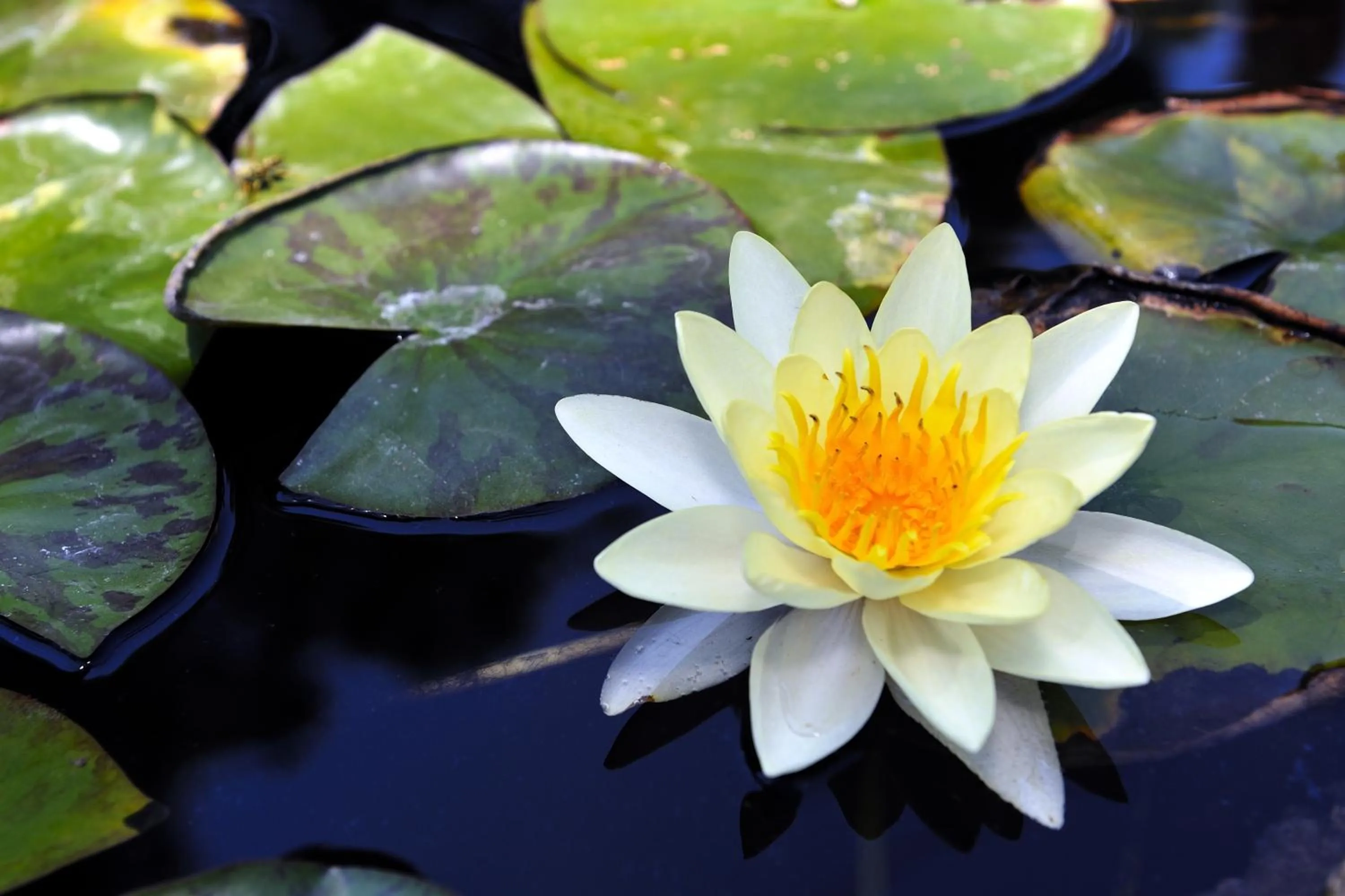 Decorative detail in Petit Hotel Es Figueral