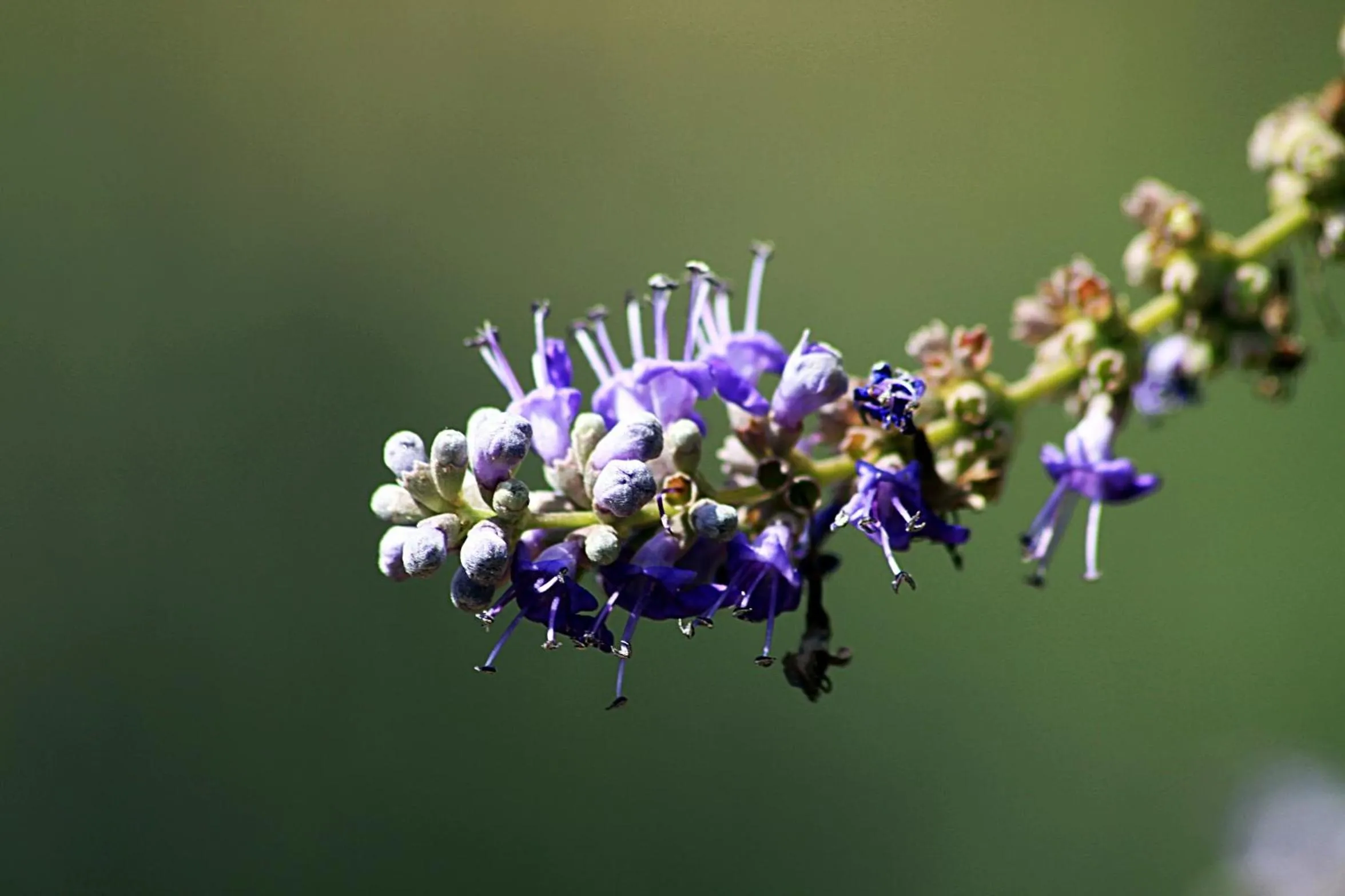Garden in Petit Hotel Es Figueral