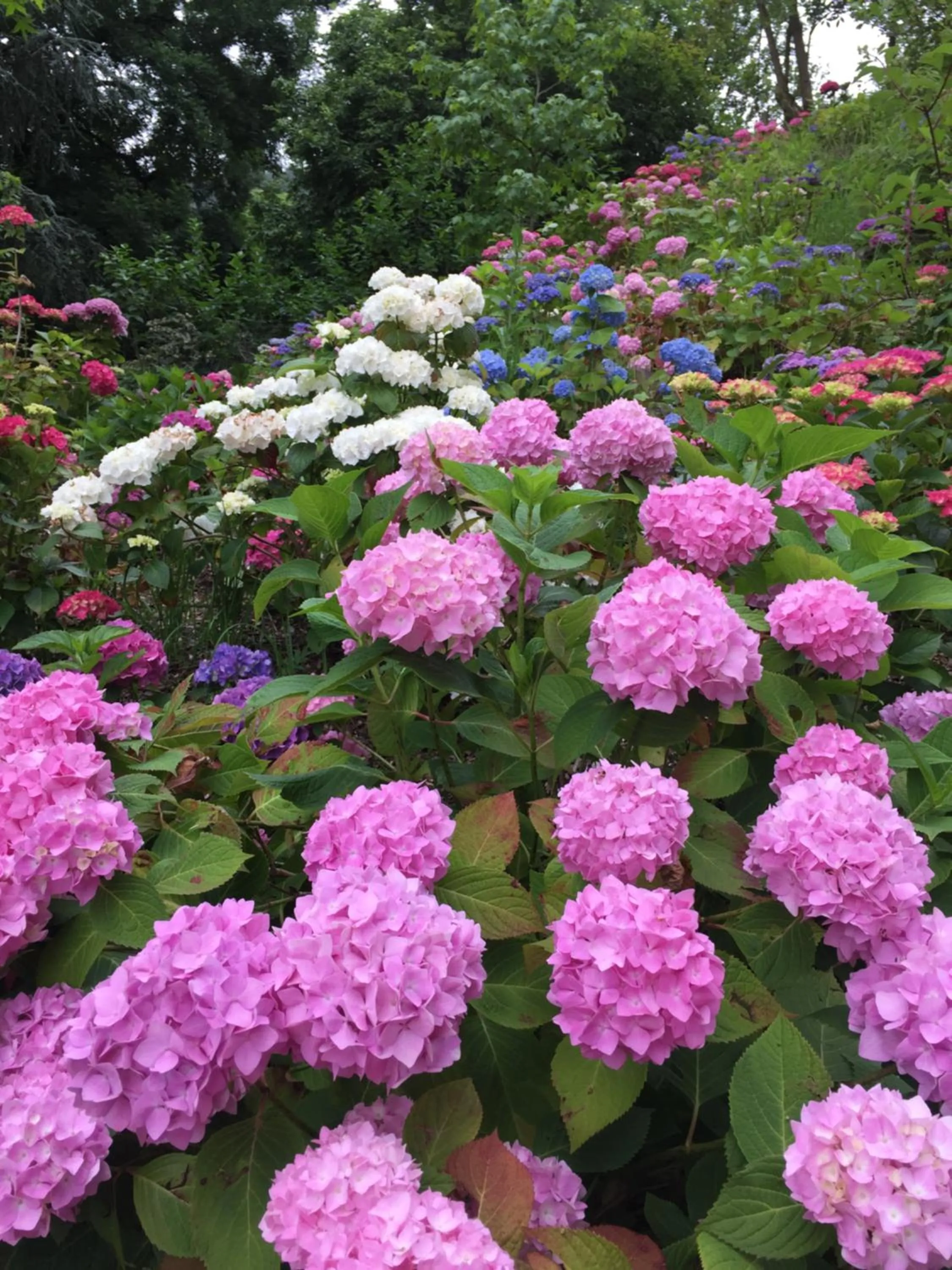 Garden in Château de Druon