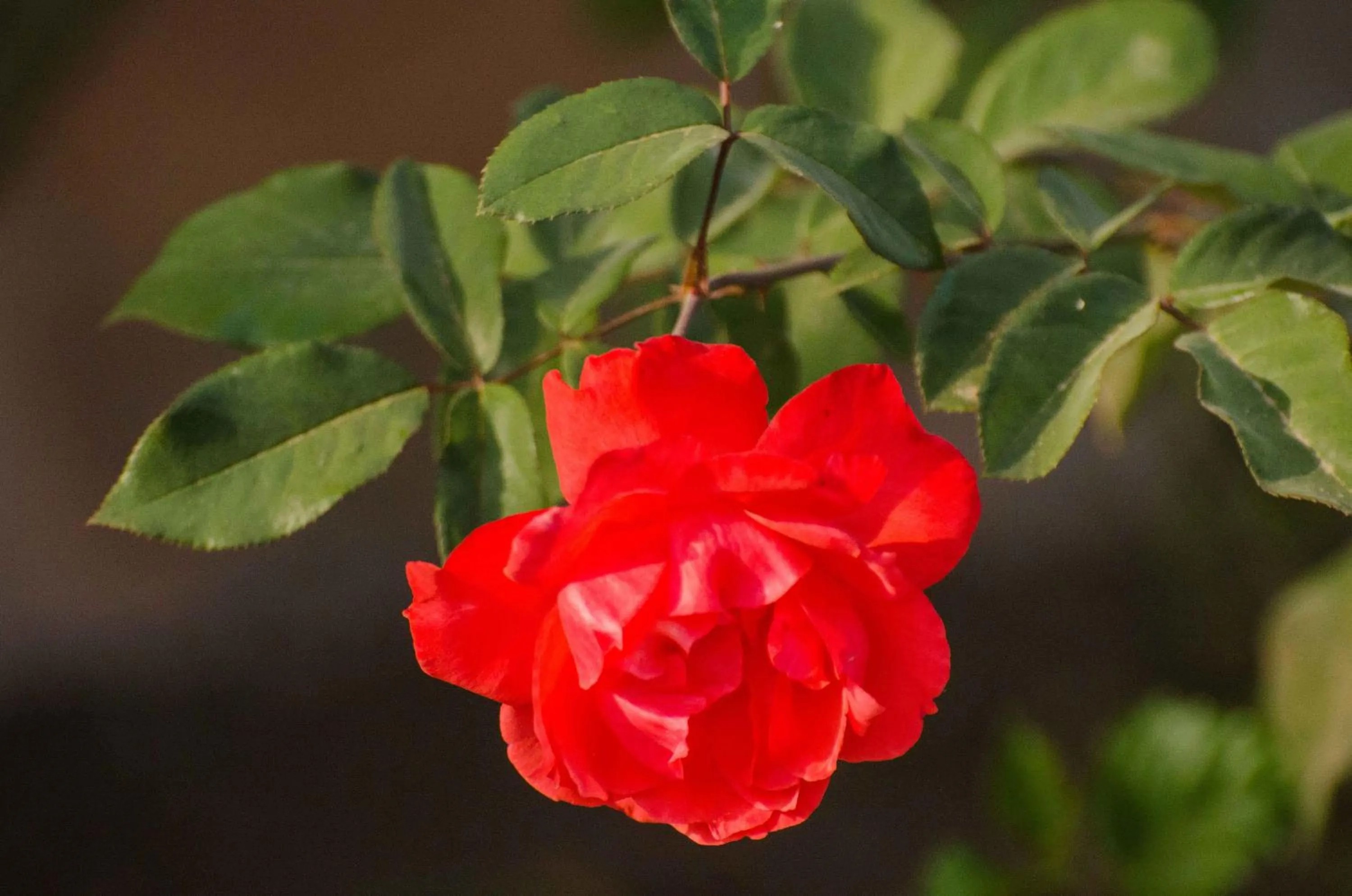Patio in Hotel Cipreses