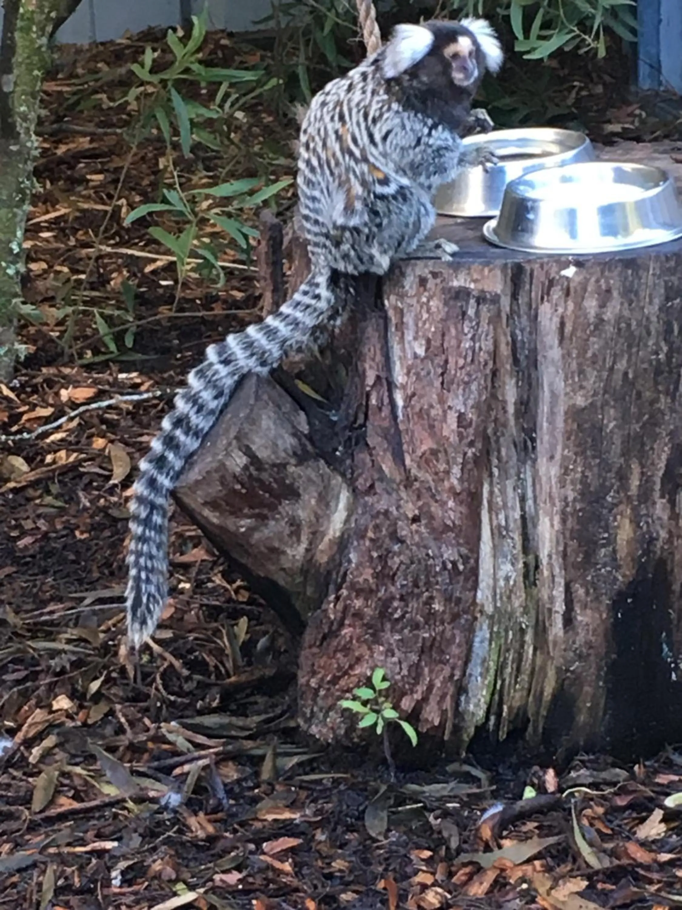 Animals in The Ark Stanley Luxury Bed and Breakfast