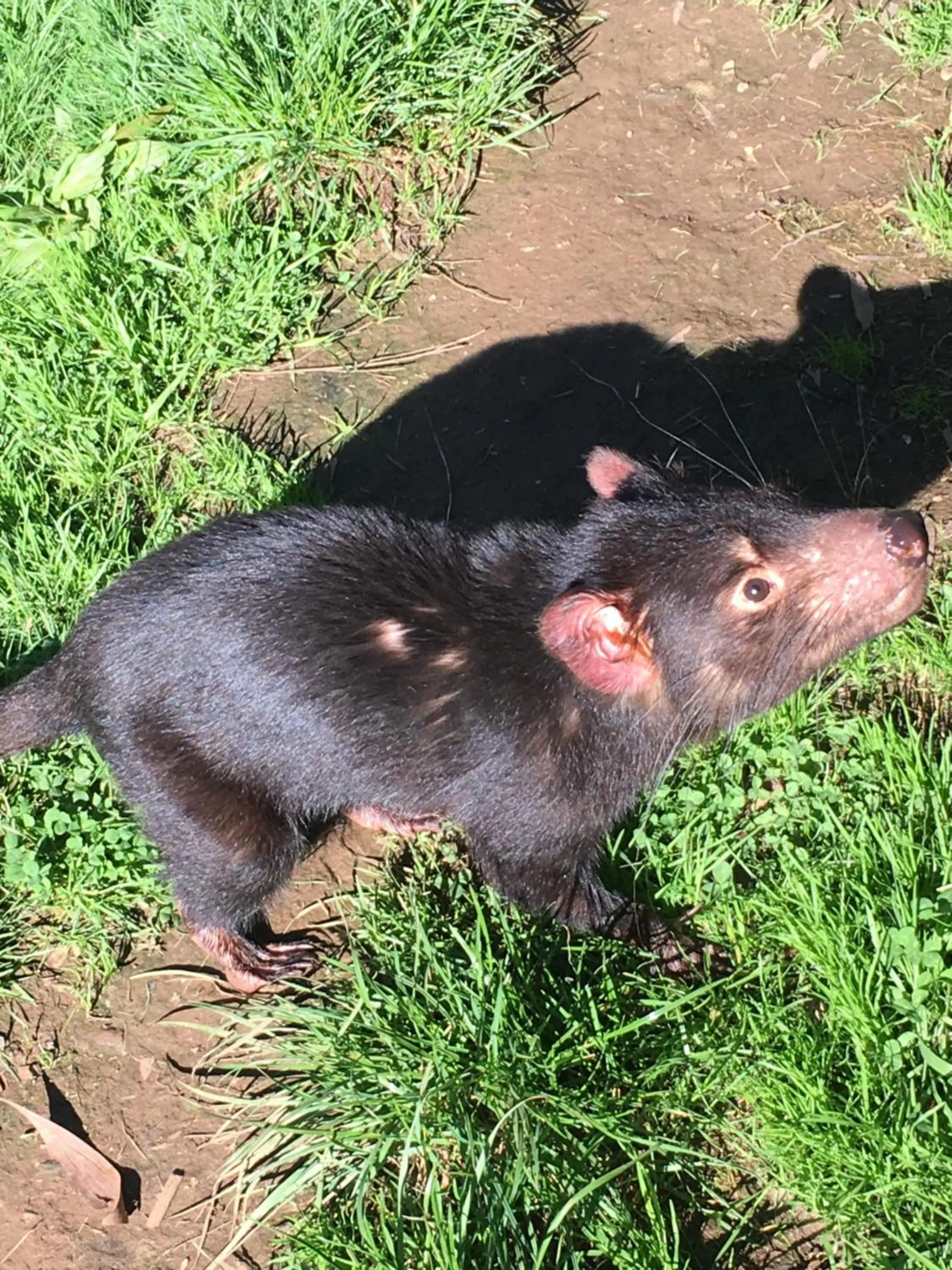 Animals in The Ark Stanley Luxury Bed and Breakfast