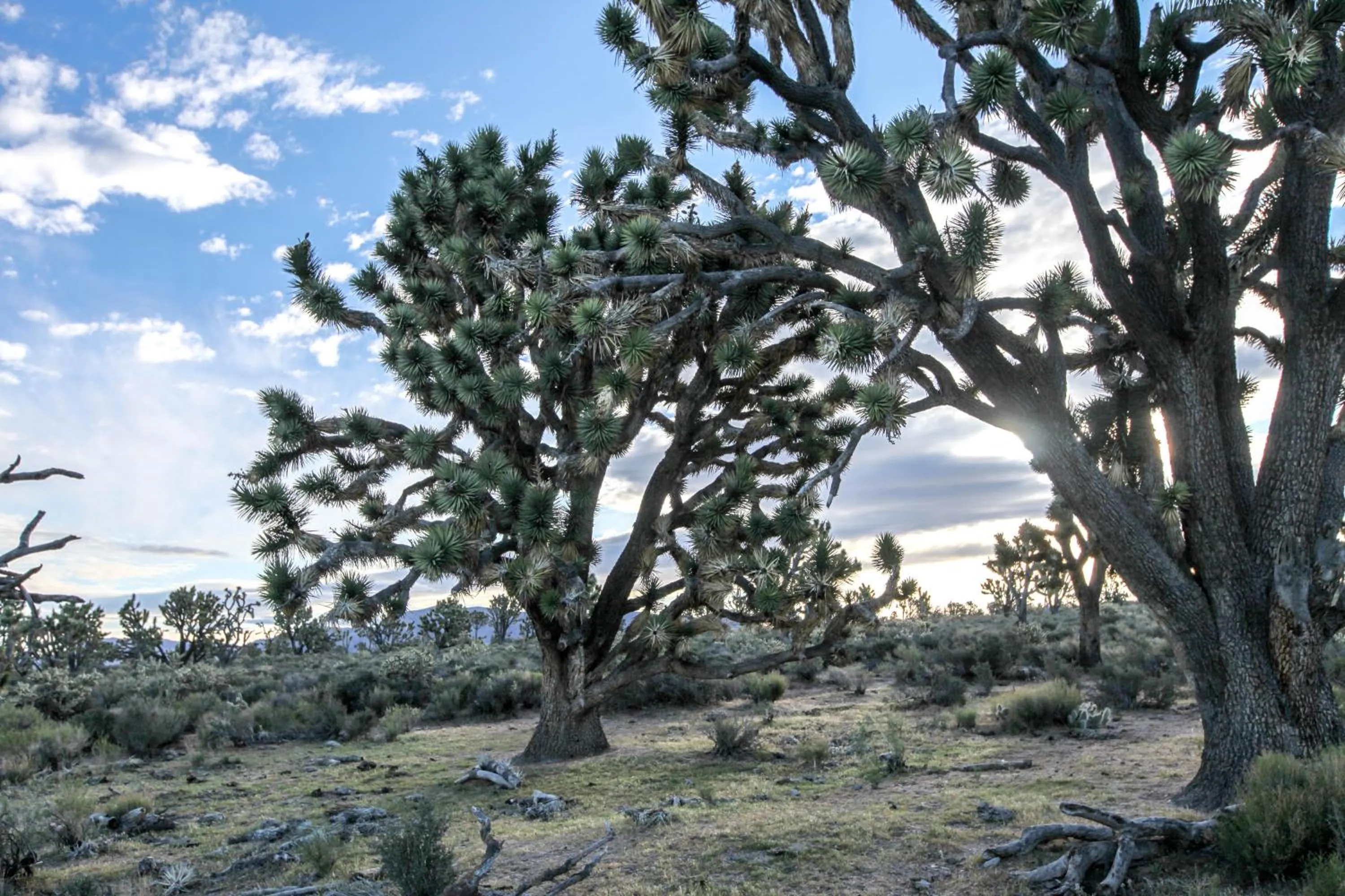 Natural landscape in Grand Canyon Western Ranch