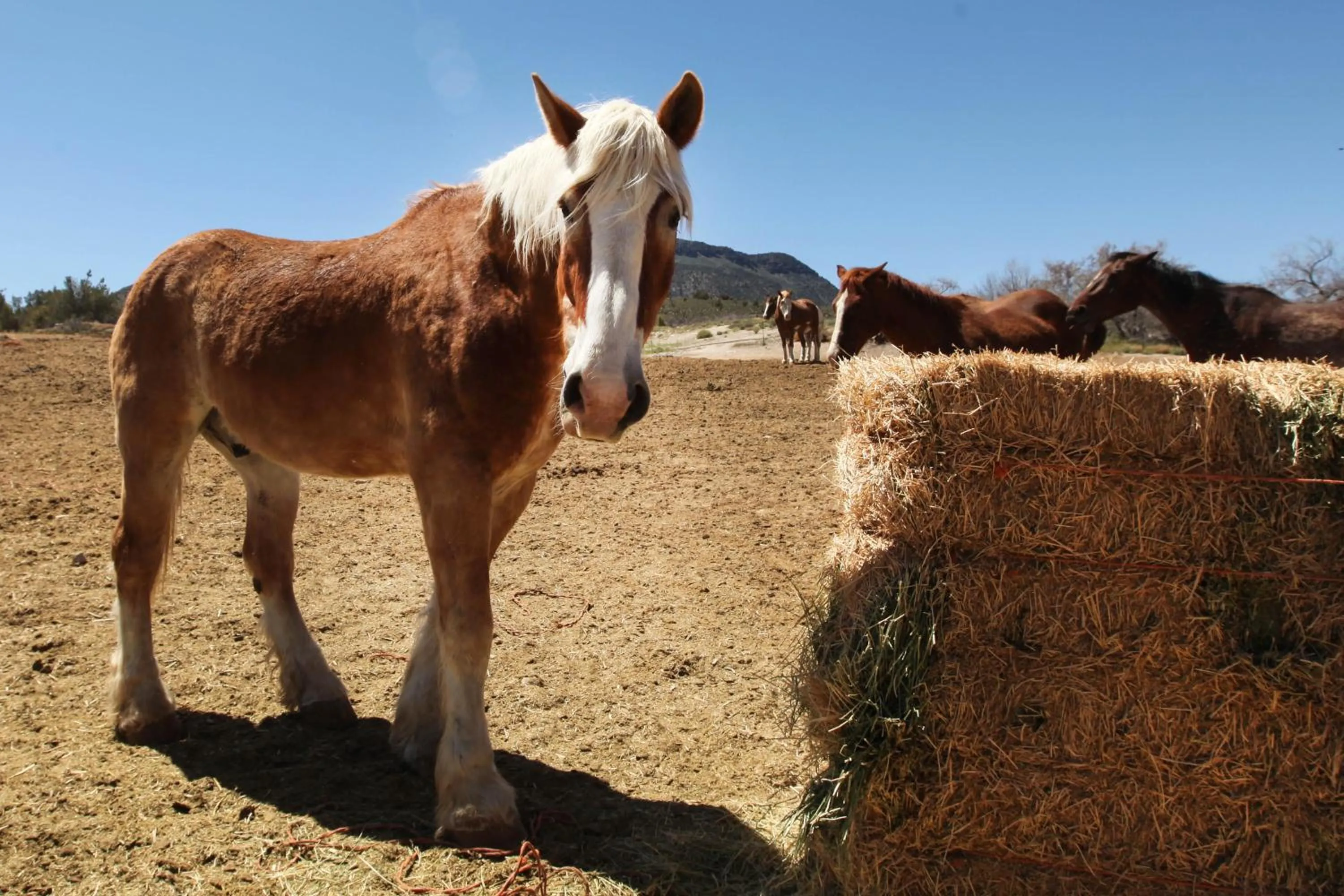 Animals in Grand Canyon Western Ranch