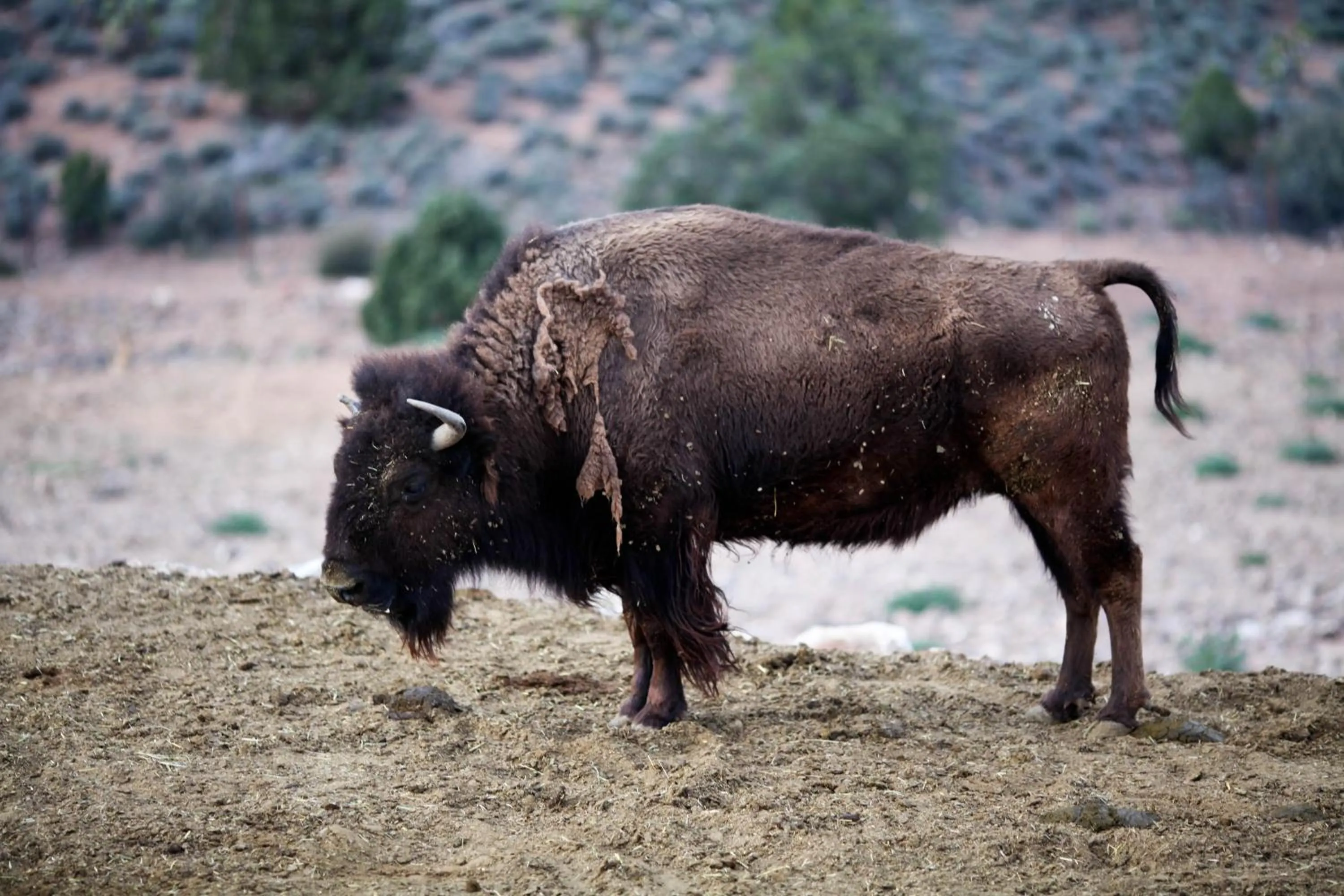 Animals in Grand Canyon Western Ranch