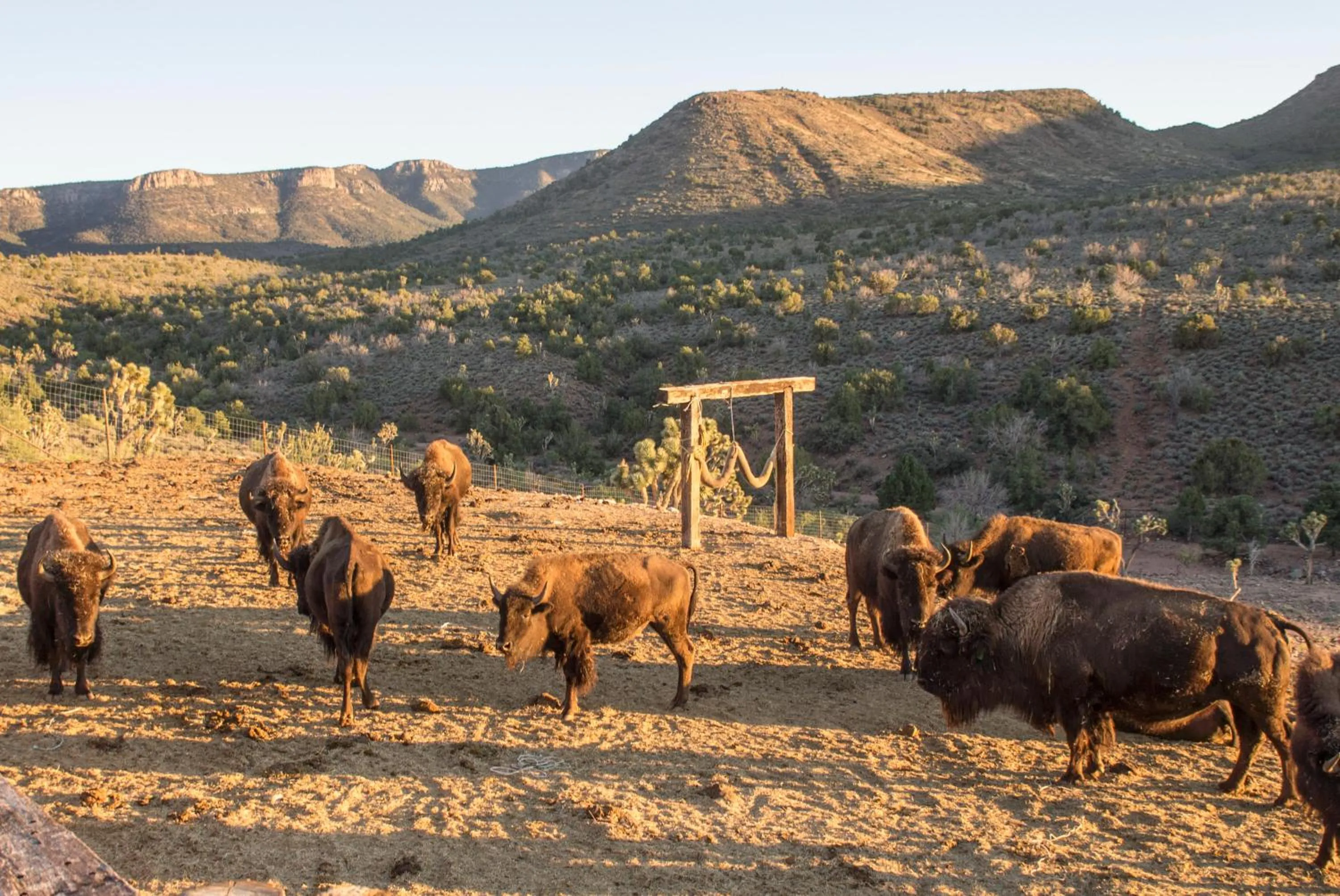 Day in Grand Canyon Western Ranch